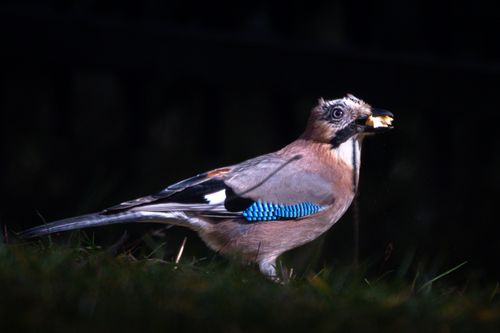 Free Close-up of a Eurasian jay with vibrant blue feathers in a Bulgarian forest. Stock Photo