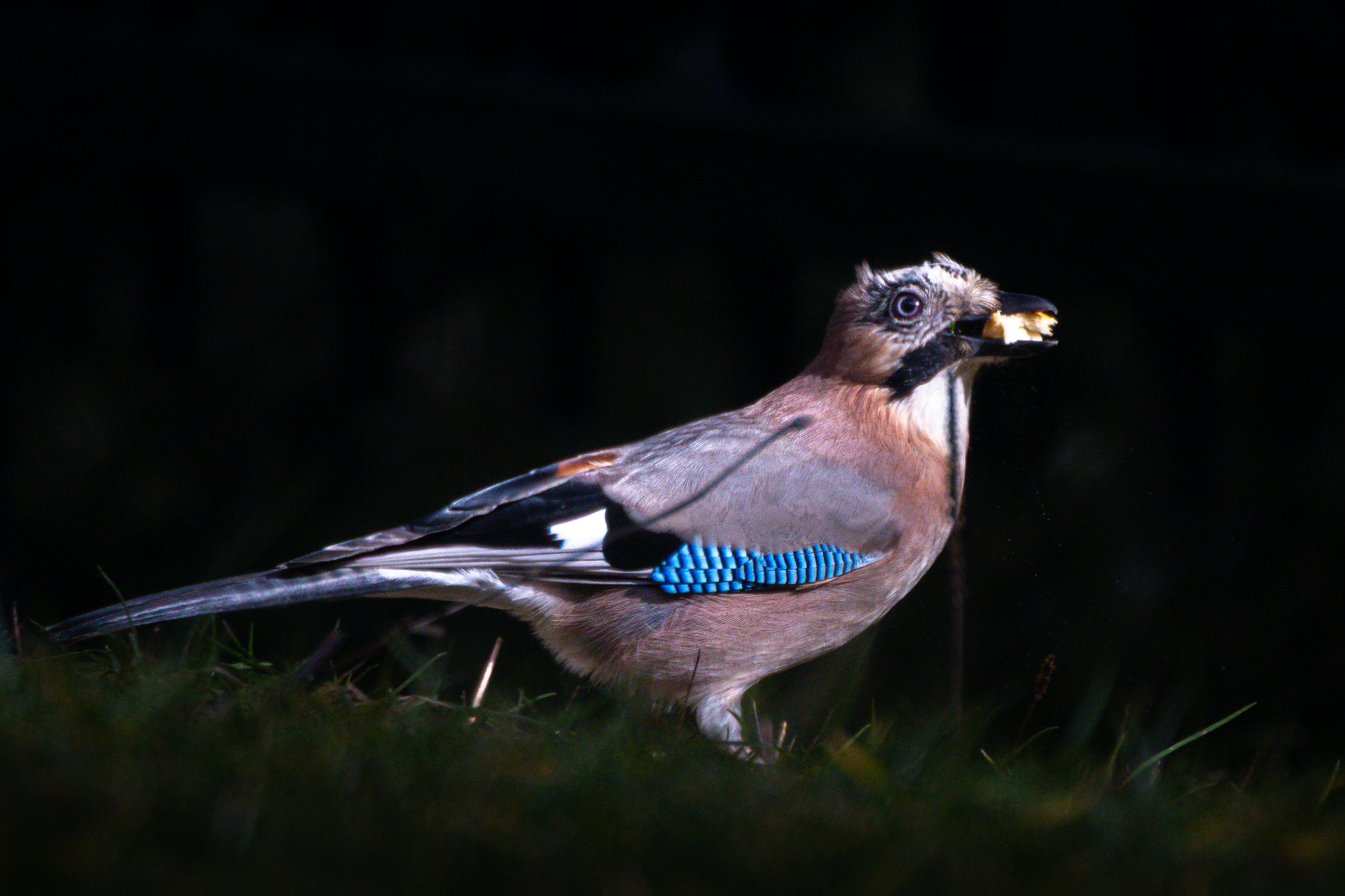 ingyenes Közeli kép egy élénk kék tollazatú eurázsiai szajkóról egy bolgár erdőben. Stockfotó