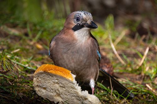 Free Close-up of an Eurasian Jay (Garrulus glandarius) in a forest, Dospat, Bulgaria. Stock Photo
