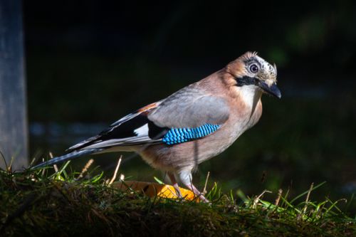 Free Close-up of a Eurasian Jay bird in a sunlit forest, showcasing blue and brown plumage. Stock Photo