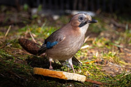 Free Close-up of an Eurasian Jay with blue and brown plumage in a natural setting. Stock Photo