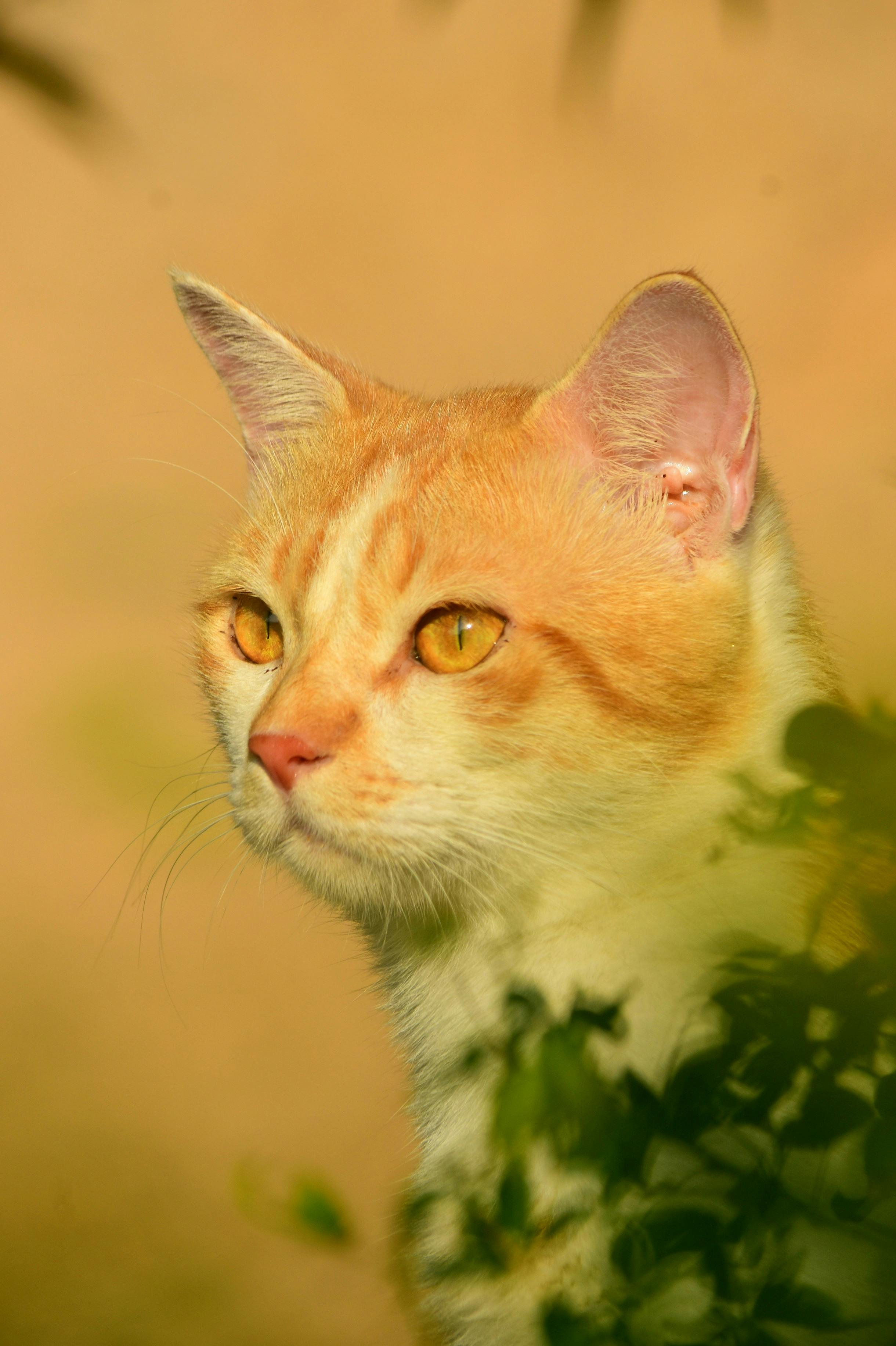 bezplatná Klidná oranžová domácí kočka venku v přirozeném světle, vyzařující klid a zvědavost. Základová fotografie