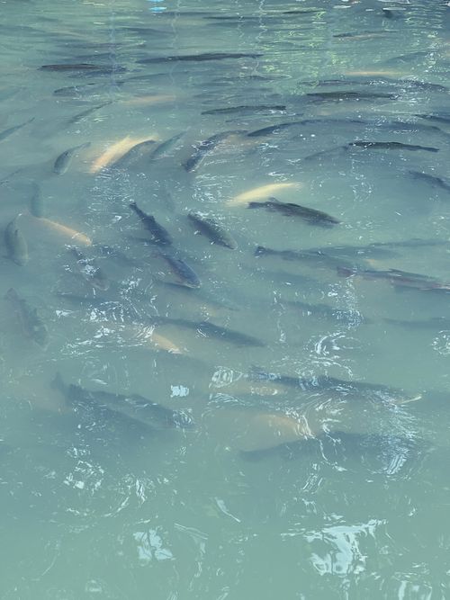 Free A serene view of multiple fish swimming in clear outdoor water, showcasing a tranquil natural scene. Stock Photo