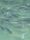 fish underwater
