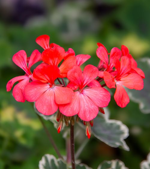 Free Close-up of vibrant red geranium flowers blooming against a green blurred background. Stock Photo
