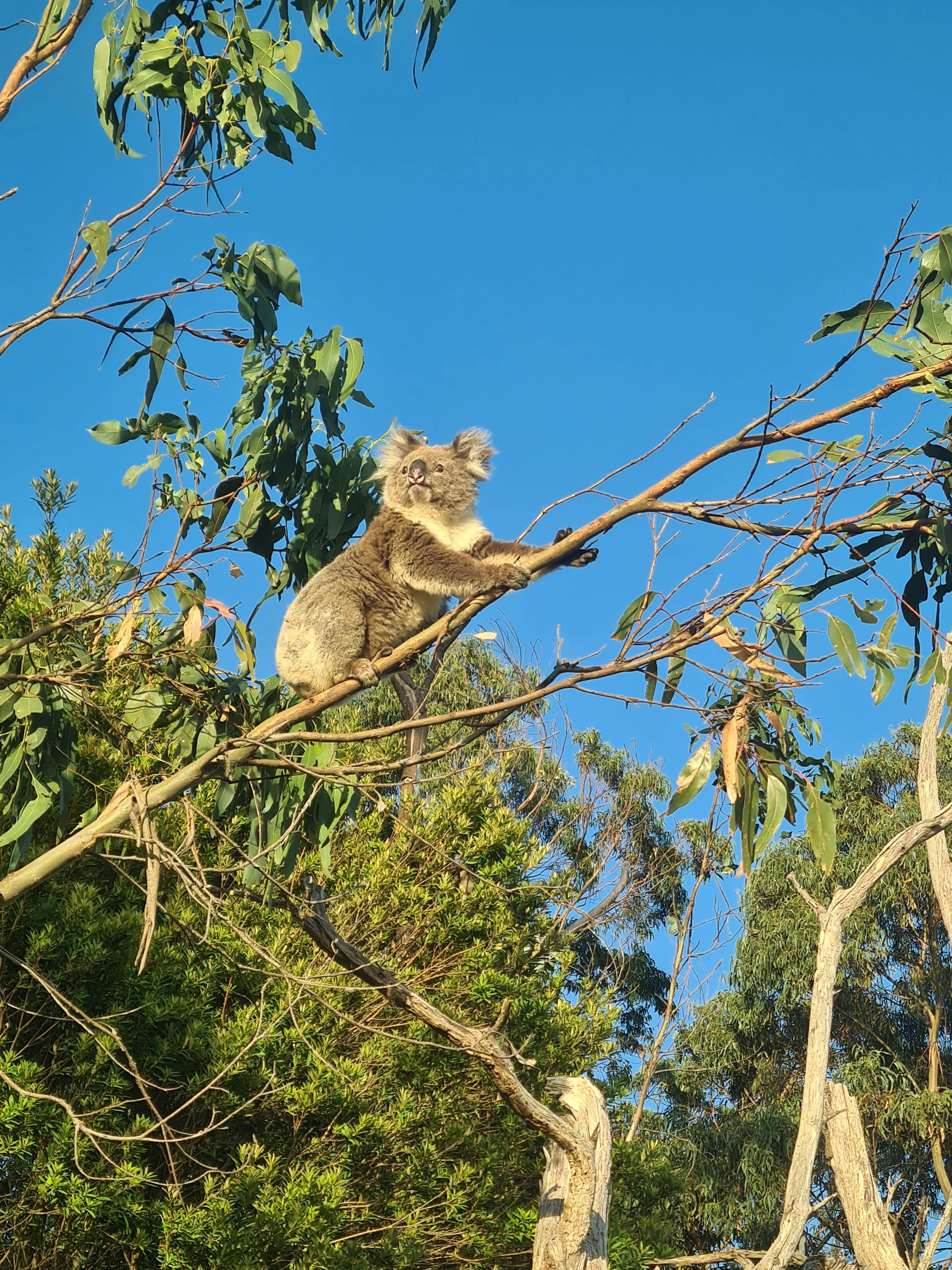 A koala perched in a eucalyptus tree under a clear blue sky in Lorne, Australia.