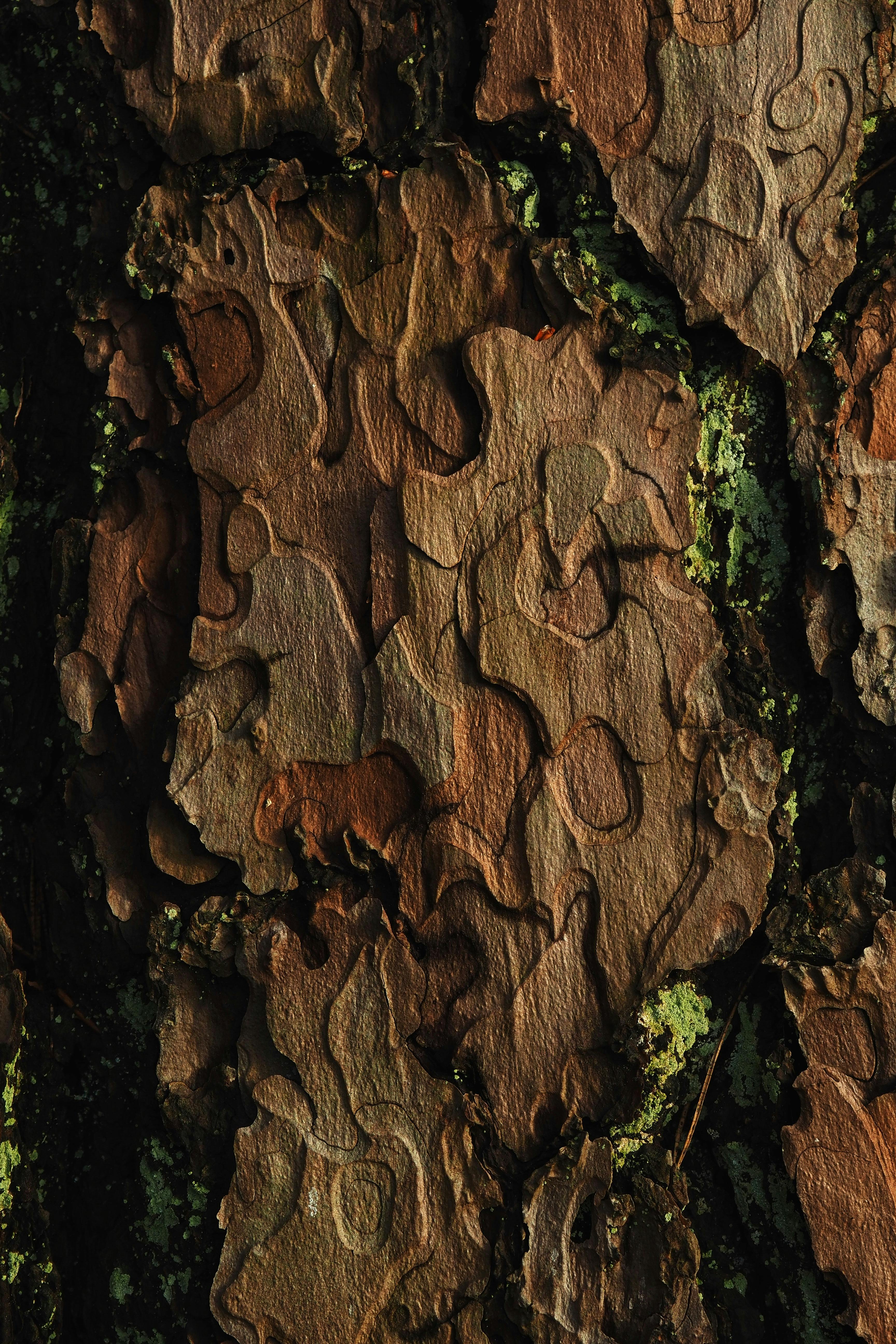 Gratis stockfoto met aardse textuur, biologische textuur, boom anatomie Stockfoto