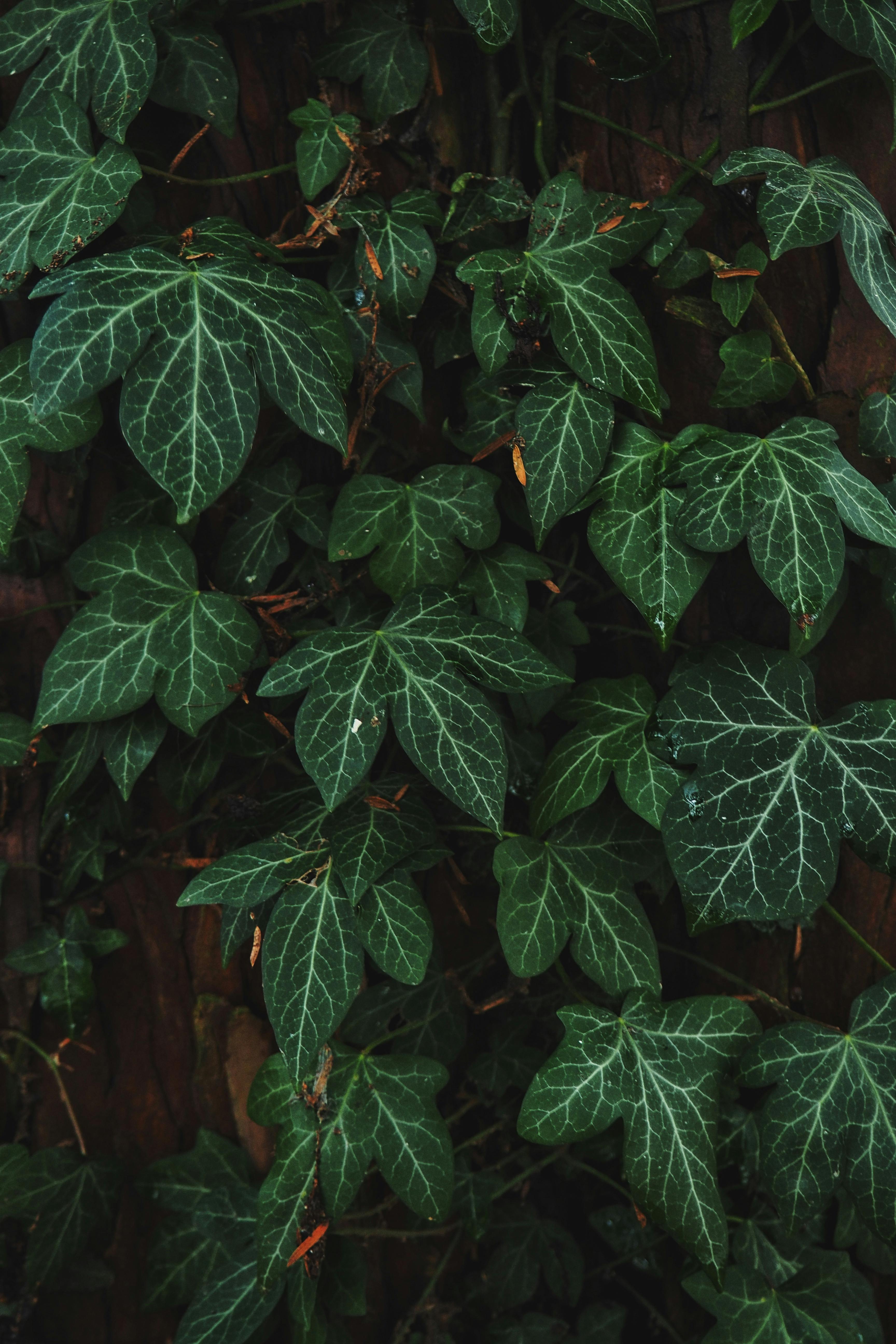 Miễn phí Cận cảnh những chiếc lá thường xuân xanh mướt với những đường gân nổi bật phủ kín một nền gỗ mộc mạc. Ảnh lưu trữ