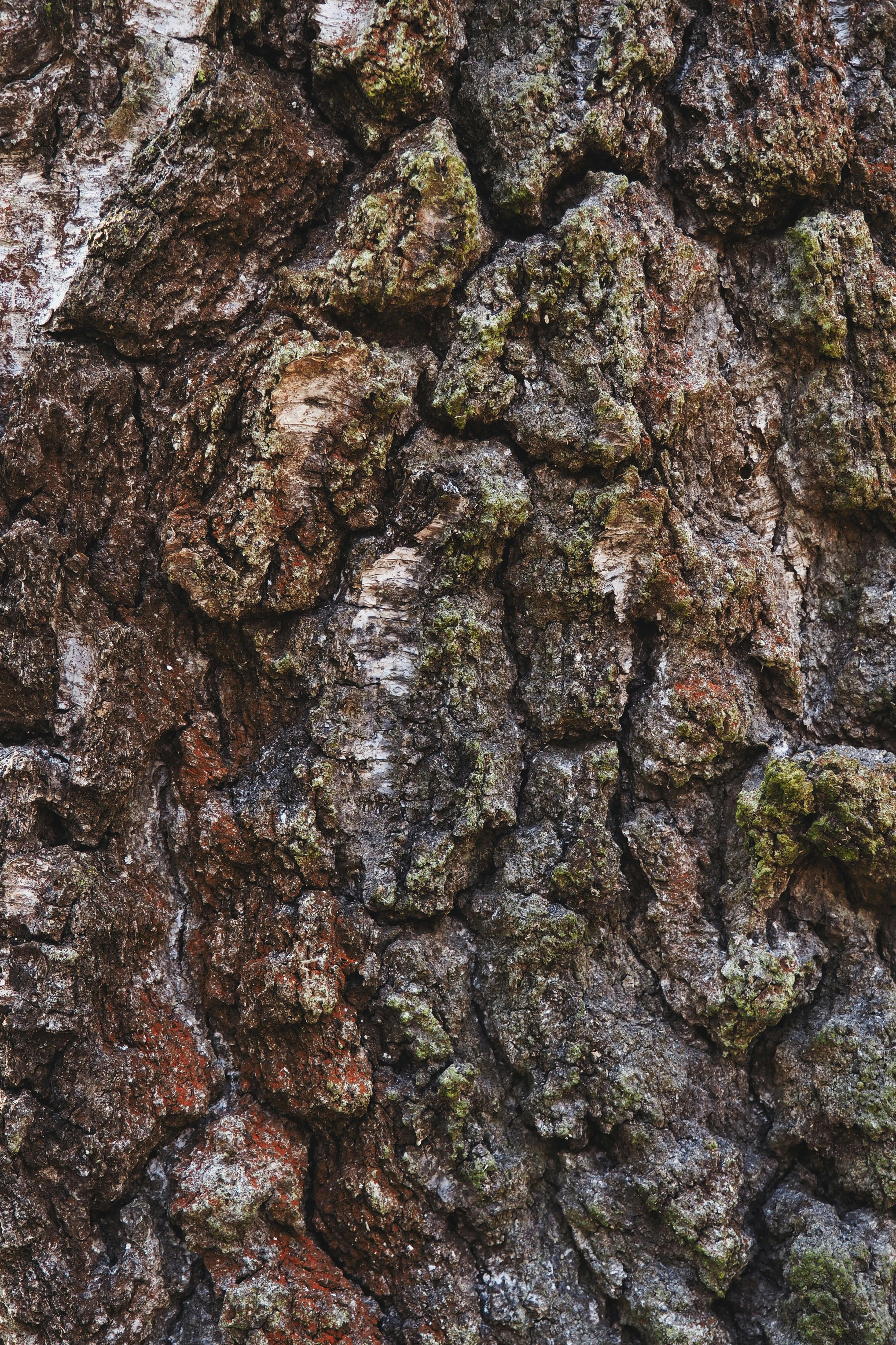 ฟรี ภาพระยะใกล้ที่แสดงรายละเอียดของเปลือกไม้ที่มีมอสปกคลุม เผยให้เห็นพื้นผิวที่เป็นเอกลักษณ์และลวดลายตามธรรมชาติ คลังภาพถ่าย