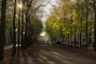 Tree-Lined Pathway in The Hague during Fall
