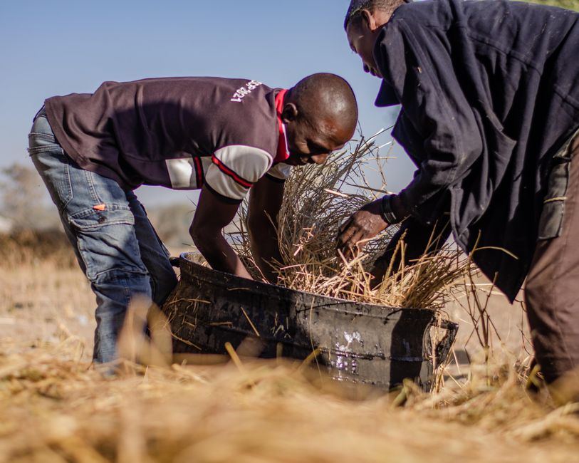 Two farmers gathering a cereal harvest by hand in a dry, sunlit Sahel field — early, heat-tolerant varieties beat the worst of the heat.