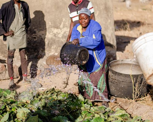 Free An adult woman watering crops outdoors, capturing the essence of rural farming life. Stock Photo