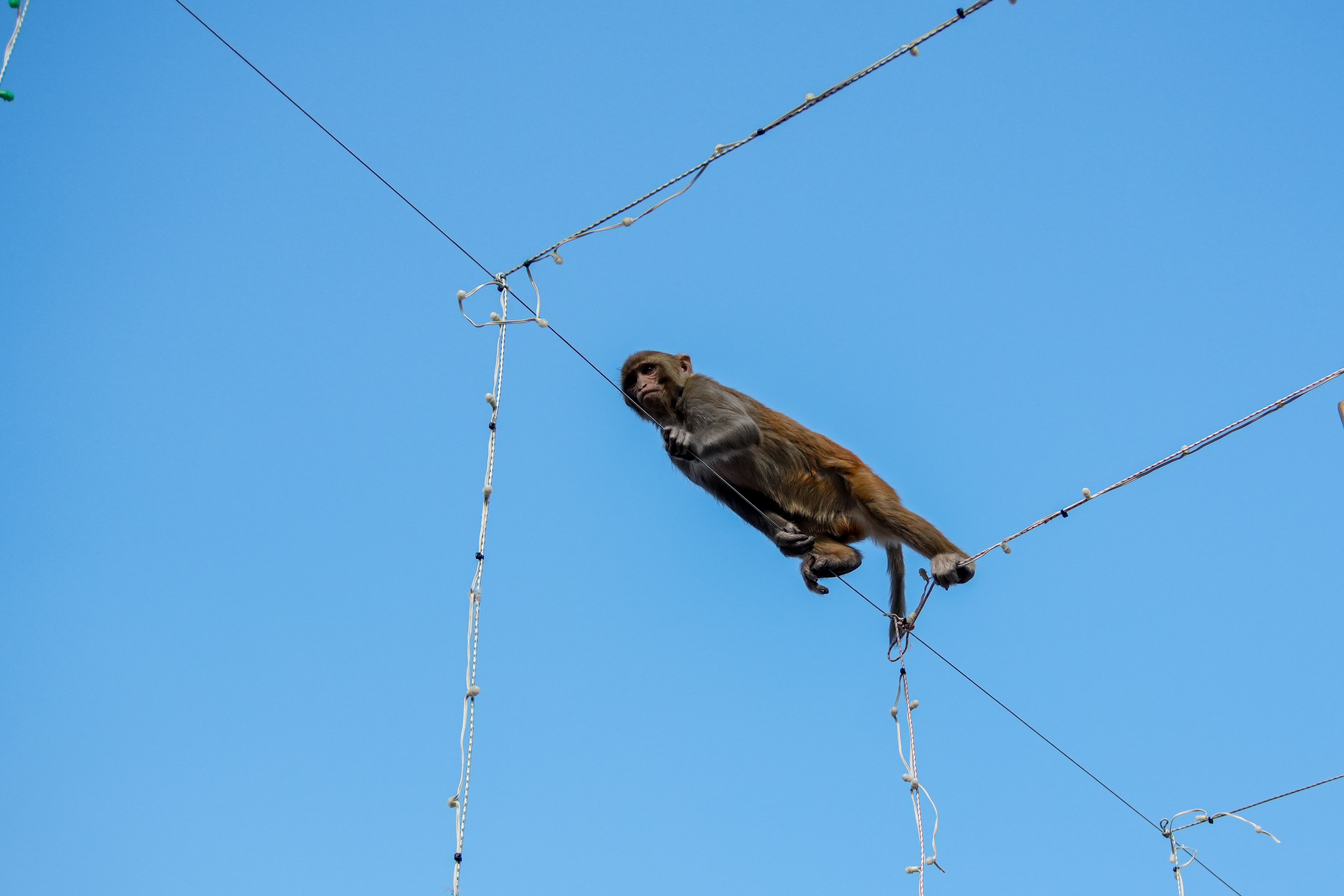 Monkey Balancing on Electrical Wires in Blue Sky · Free Stock Photo
