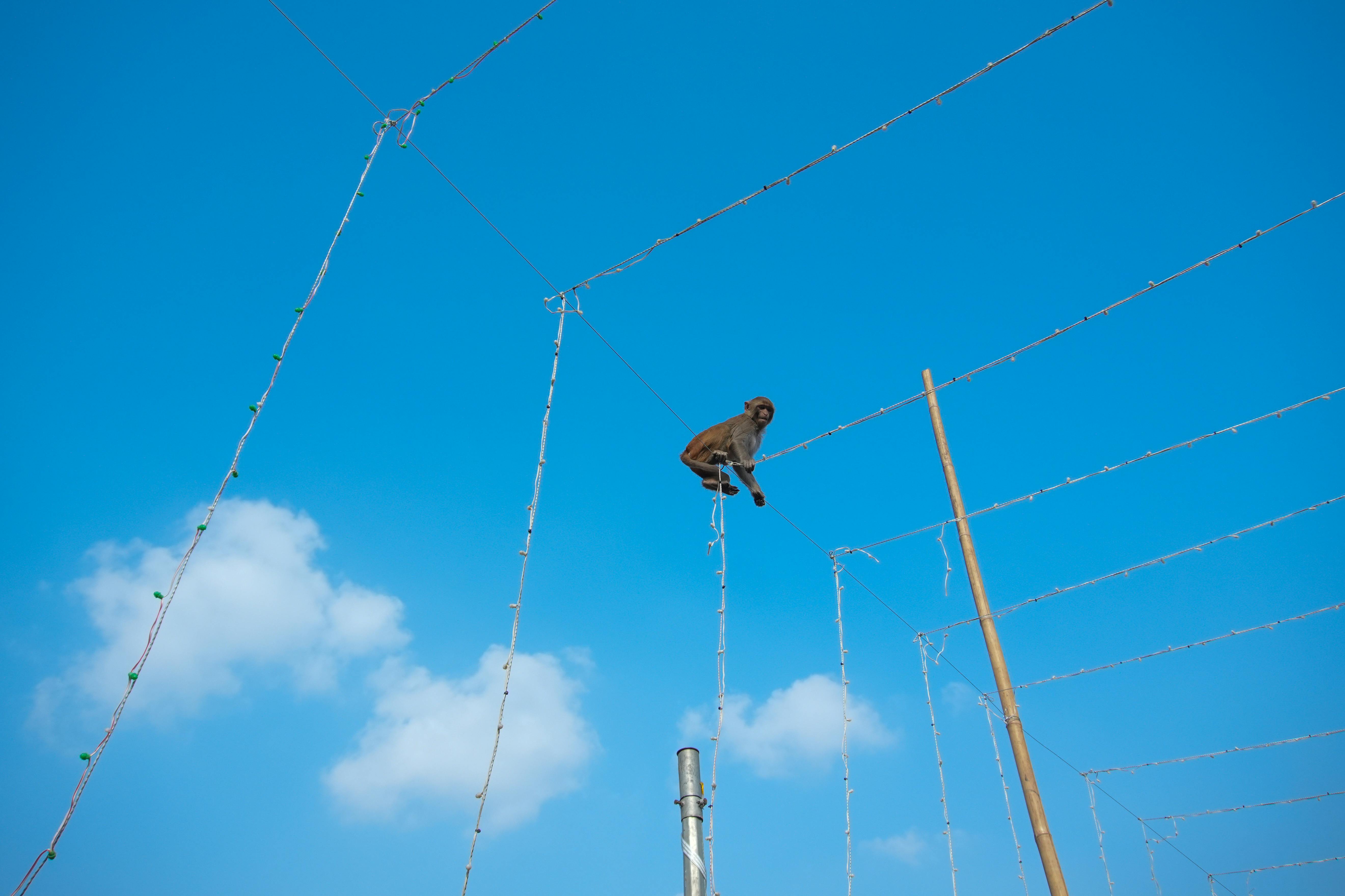 ingyenes Egy majom ügyesen egyensúlyozik dróton a ragyogó kék ég előtt, fürgeséget és kíváncsiságot mutatva. Stockfotó
