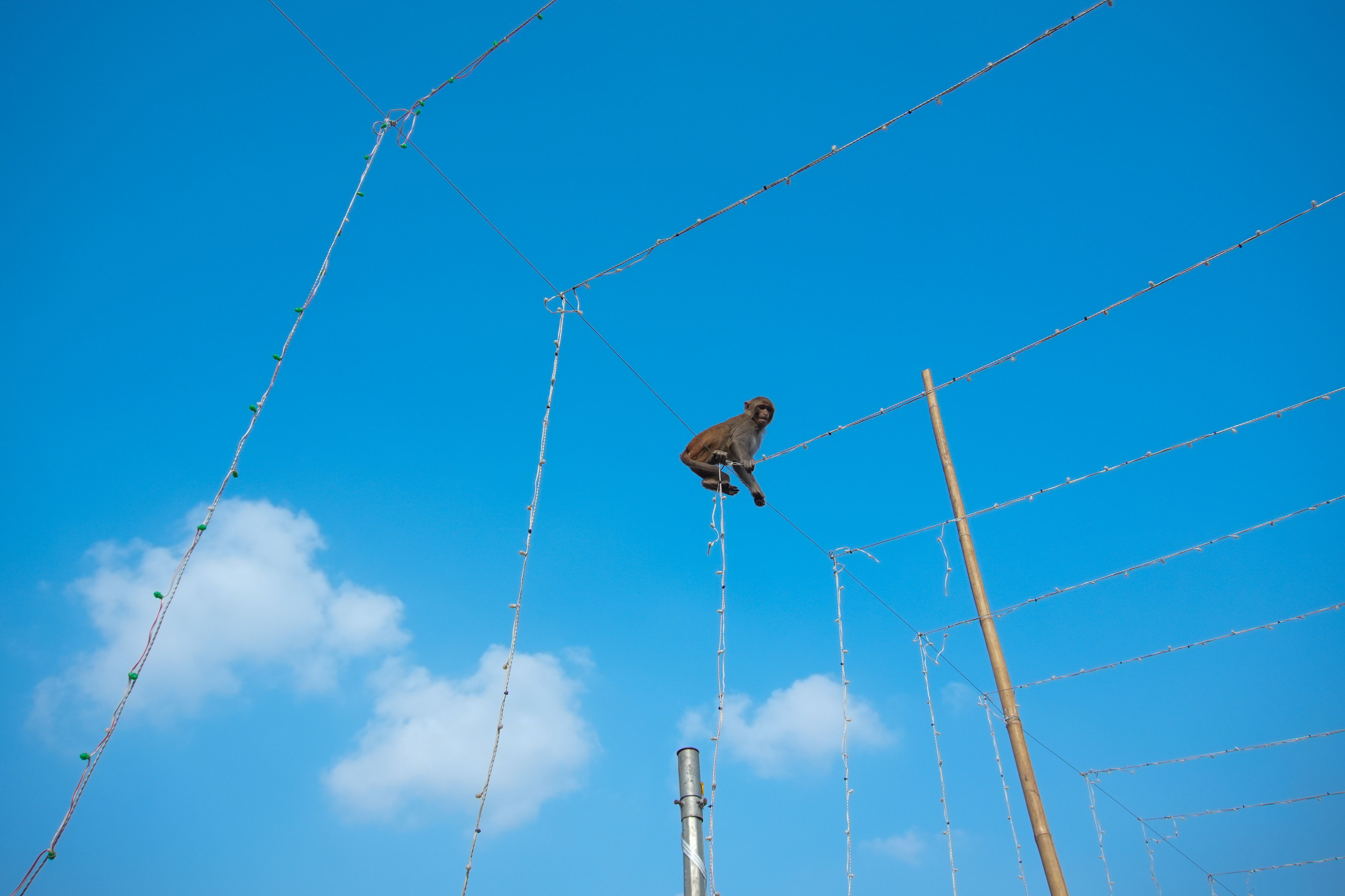 Monkey Balancing on Electrical Wires in Blue Sky · Free Stock Photo