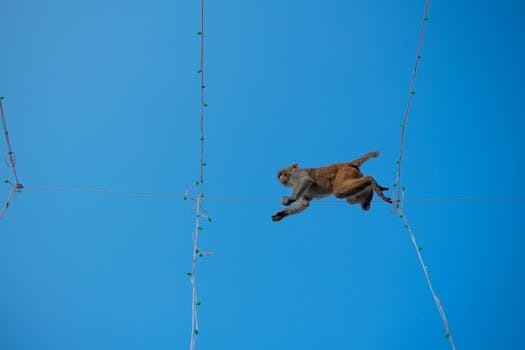 Monkey walking across a tightrope against a clear blue sky, showcasing agility and balance.