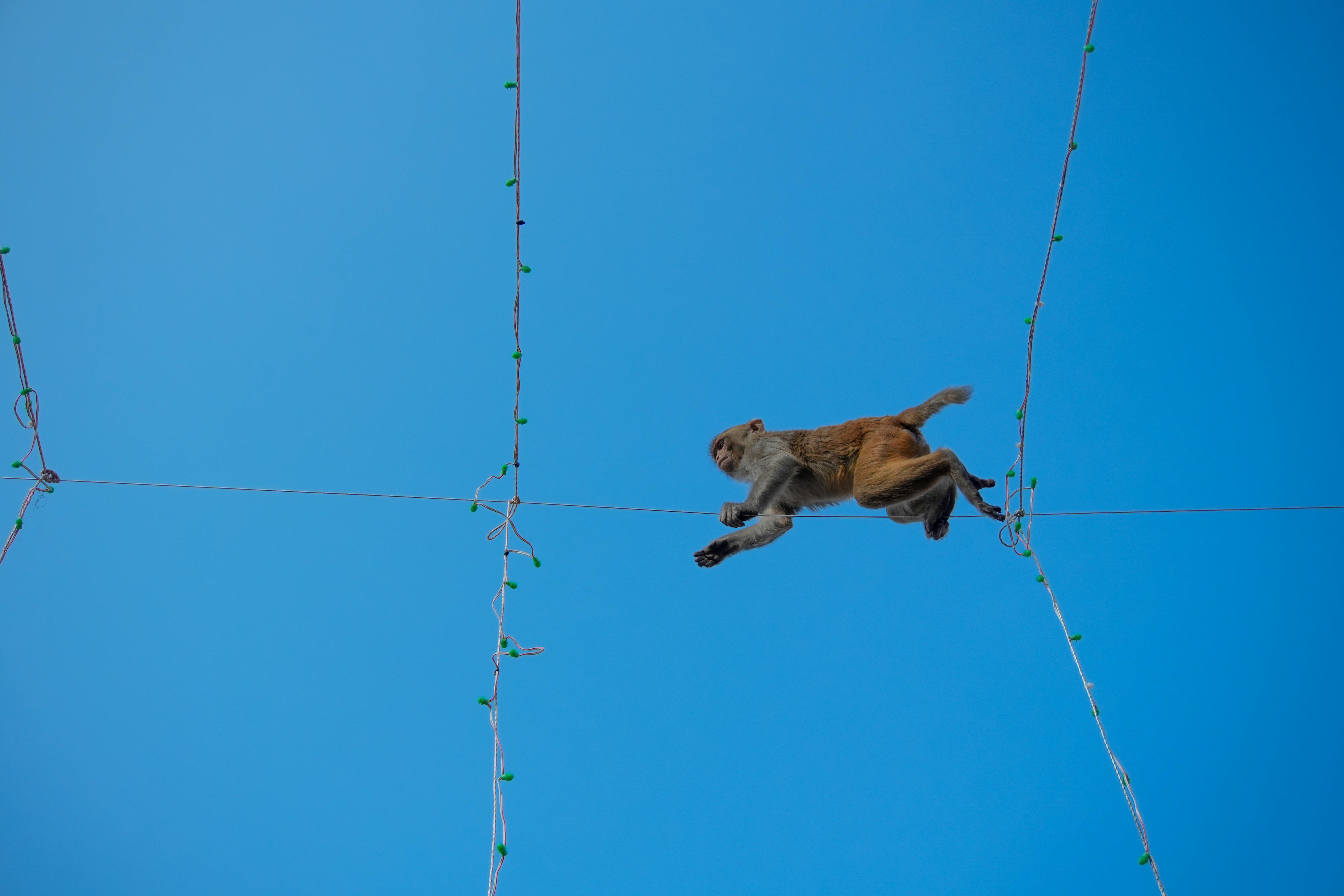 Miễn phí Chú khỉ đi trên dây thăng bằng dưới bầu trời xanh trong vắt, thể hiện sự nhanh nhẹn và khả năng giữ thăng bằng tuyệt vời. Ảnh lưu trữ