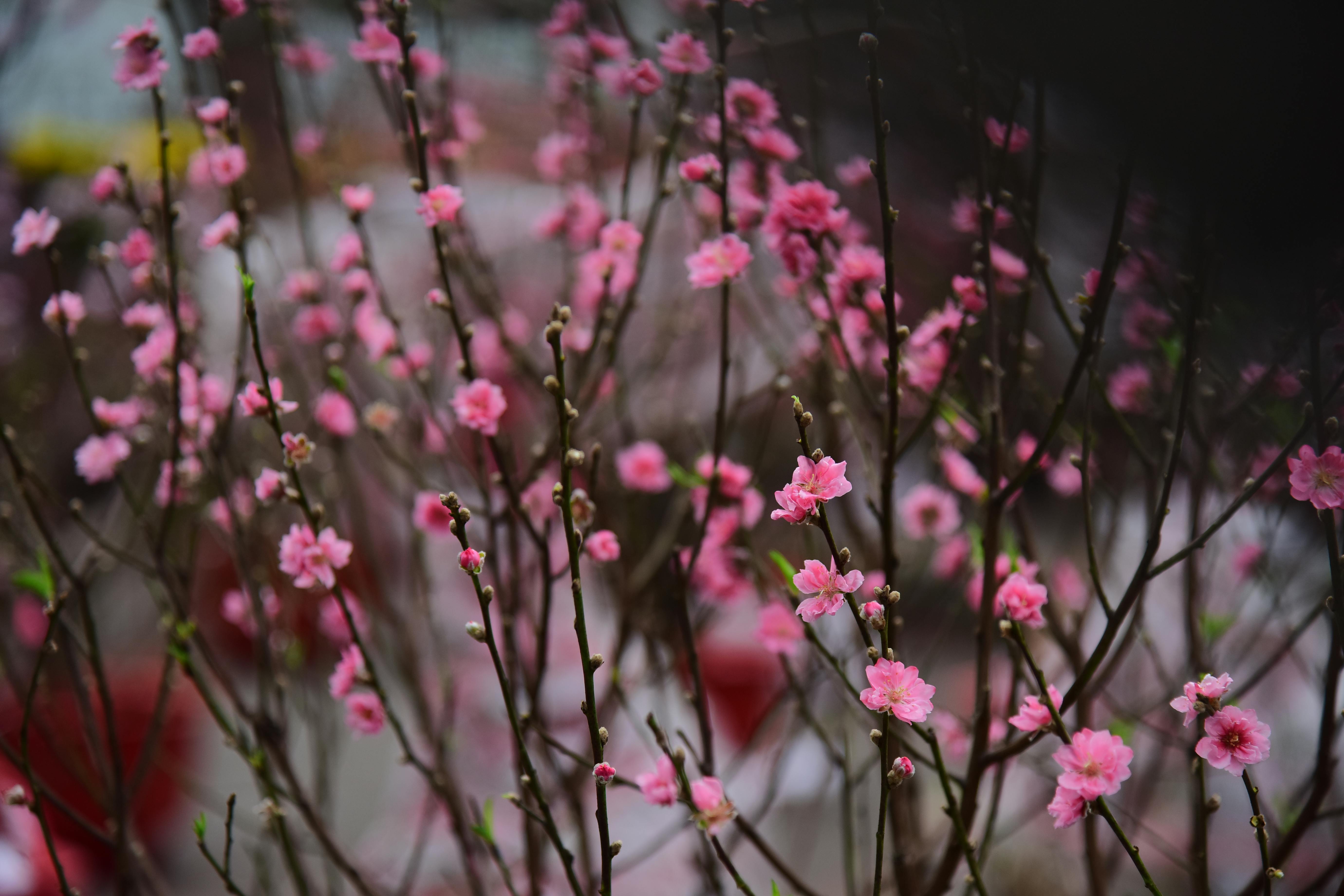 Gratis Bellissimi fiori rosa sui rami che catturano l'essenza della primavera. Foto a disposizione