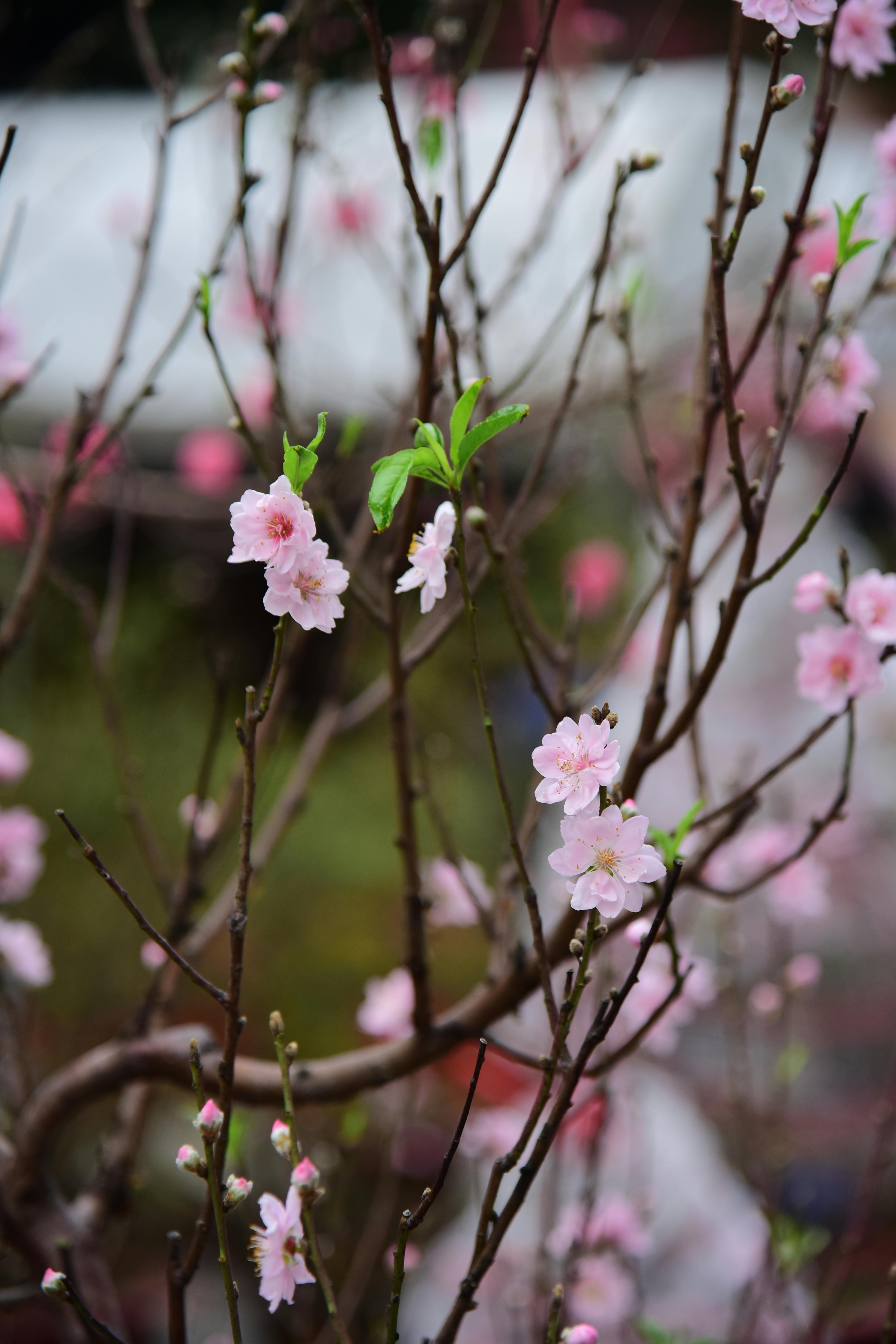 Close-up of cherry blossoms blooming on bare branches, capturing spring beauty.