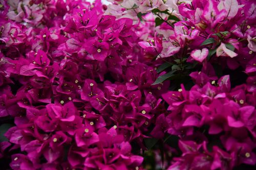 Free Colorful close-up of lush pink bougainvillea flowers in daylight, showcasing their vivid beauty and delicate petals. Stock Photo