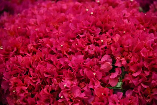 Bougainvillea tropical flowers Jamaica