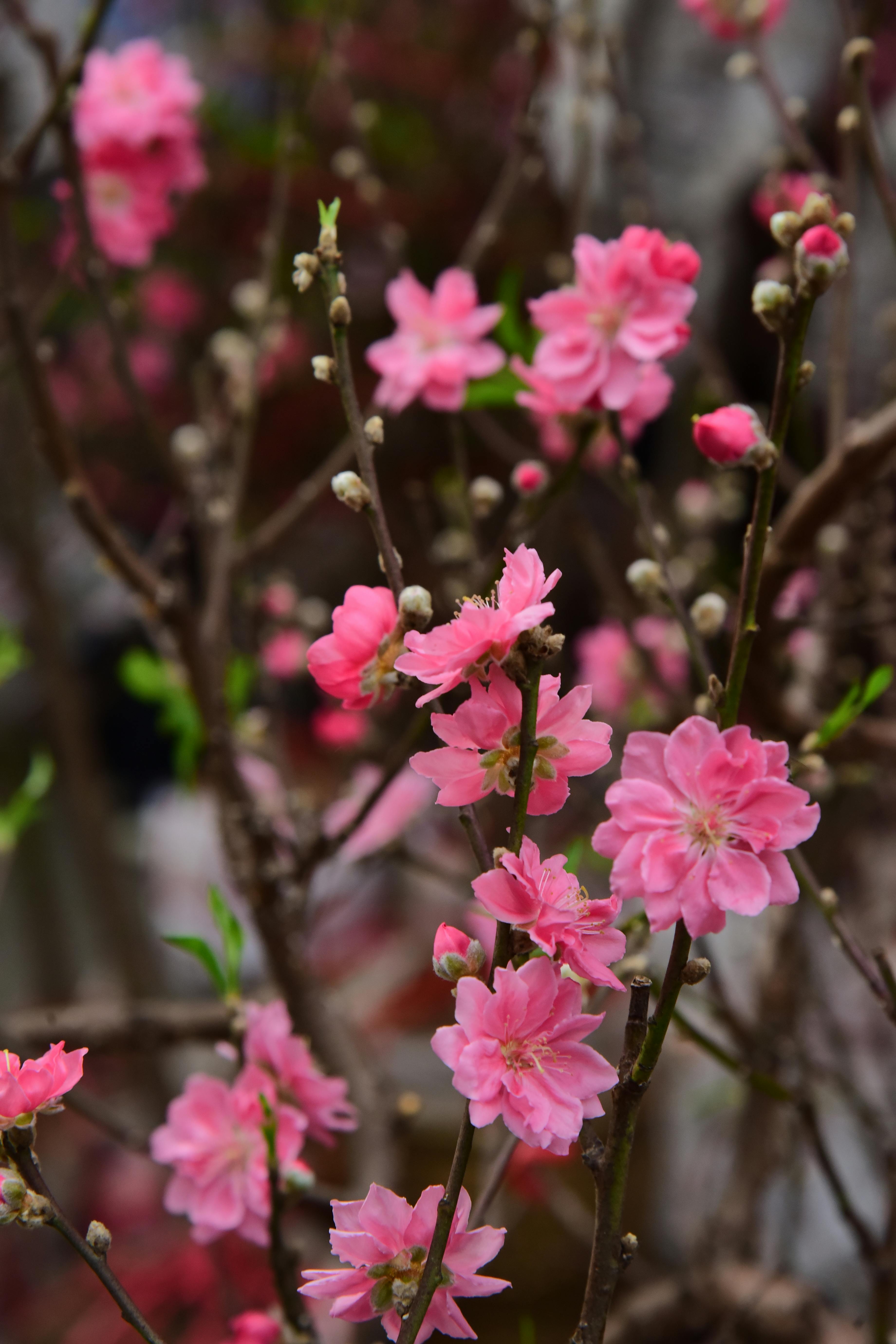 [ColoSach]-stunning-close-up-of-pink-cherry-blossoms-on-a-tree-in-full-bloom,-signaling-springtime.