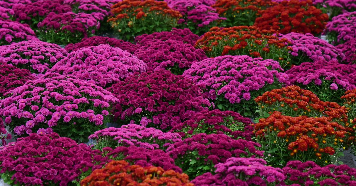 Service de Jardinage votre ville - Askaide Service de Jardinage votre ville - Askaide