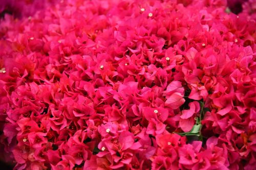 Free A stunning display of bright pink bougainvillea flowers, showcasing nature's vibrant beauty. Stock Photo