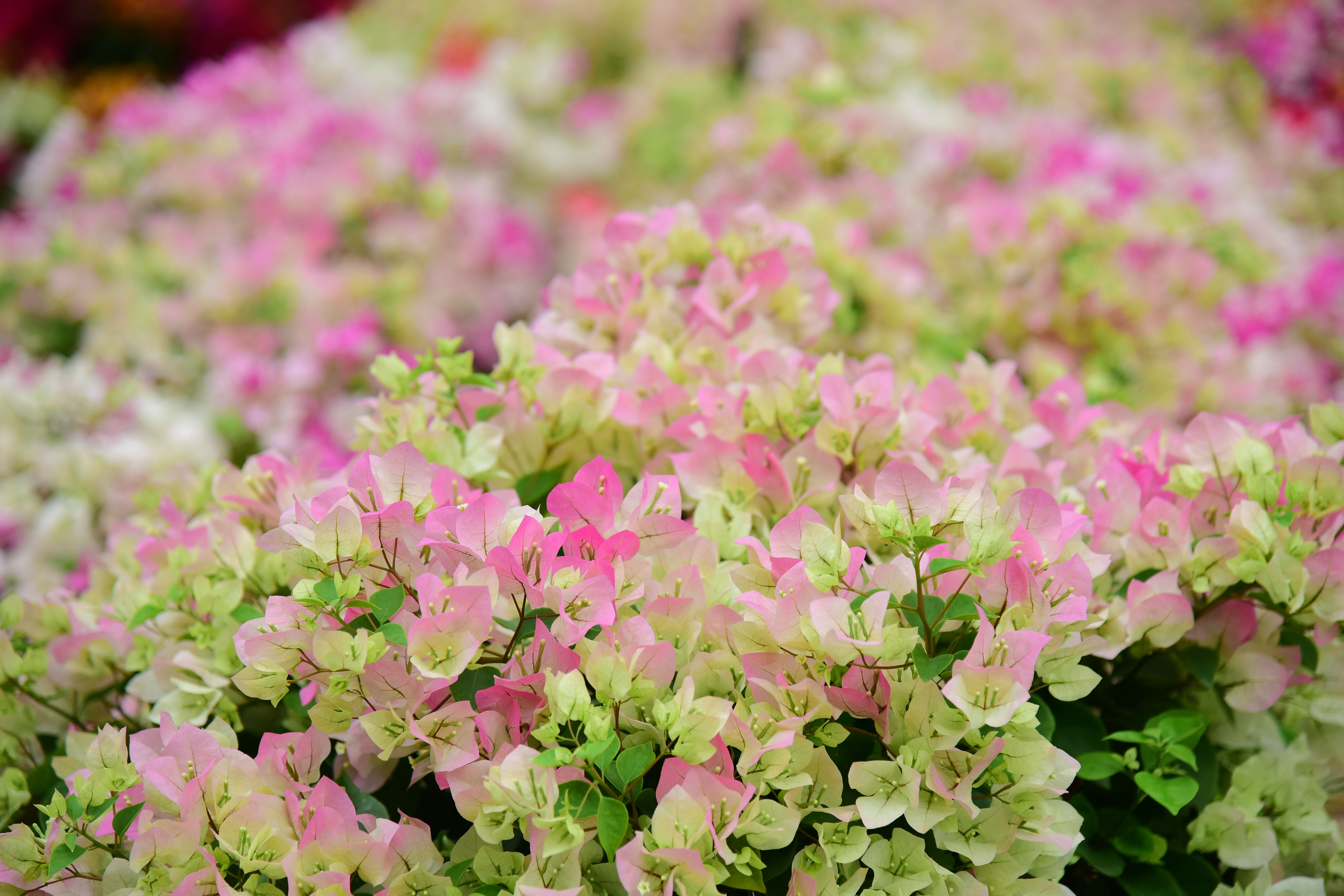 Jardinage entre particuliers votre ville - Askaide