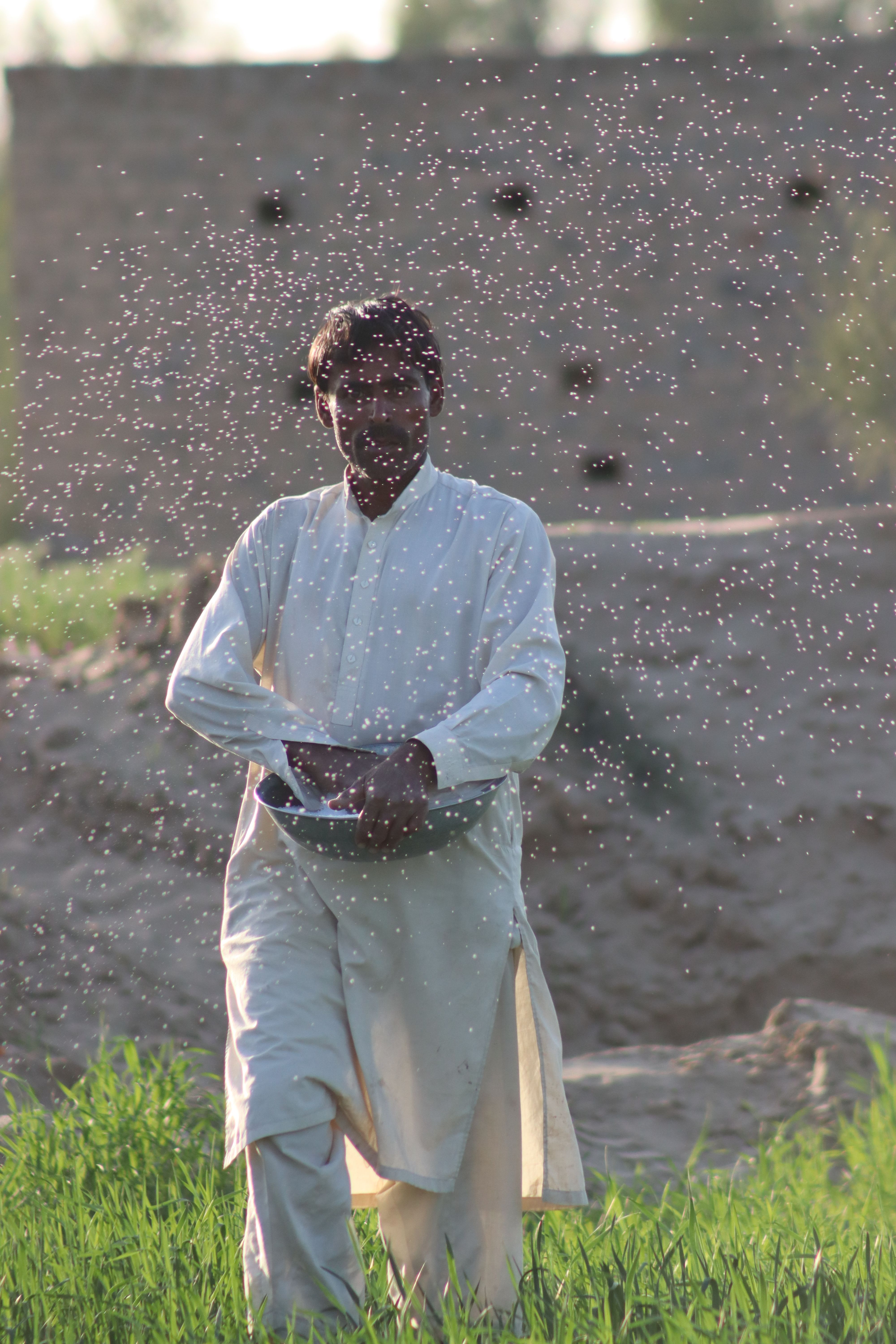 A farmer in traditional clothing sows seeds in a rural landscape, symbolizing harvest beginnings.