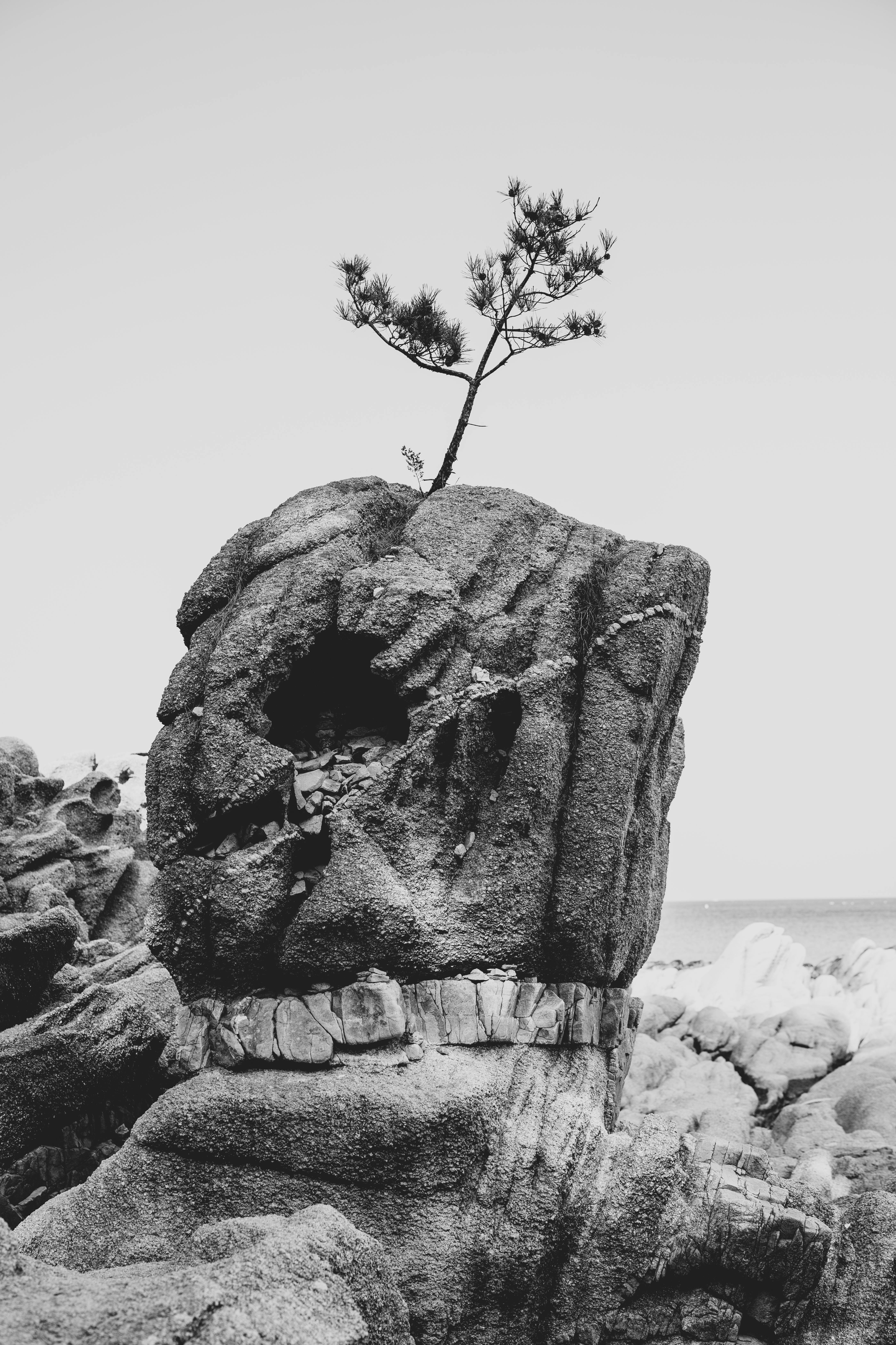 Безкоштовне Монохромне зображення окремої скелі в Кореї, на якій зображено одне дерево на вершині, а на задньому плані море. стокове фото