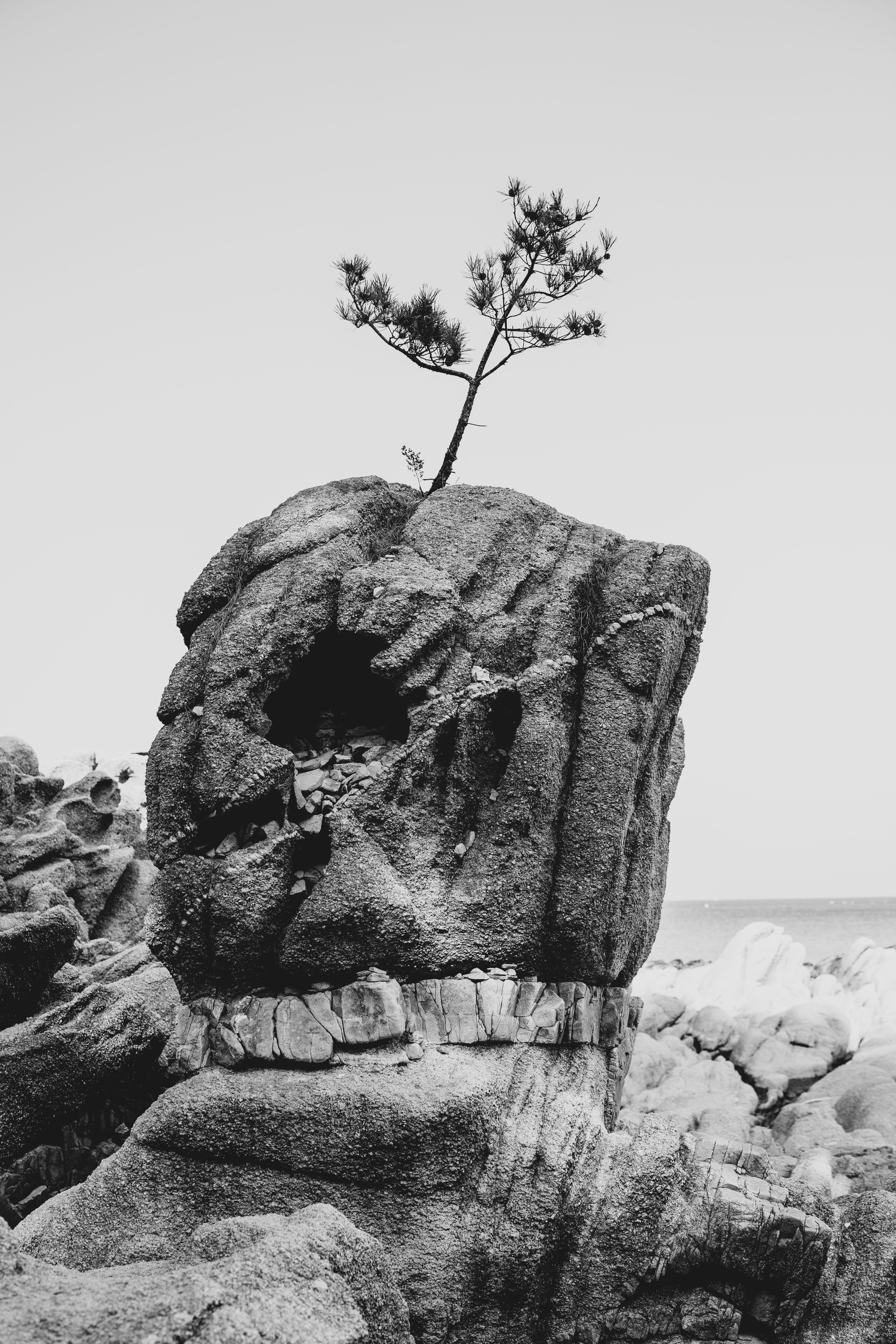 Unique Rock Formation with Lone Tree at Sea · Free Stock Photo