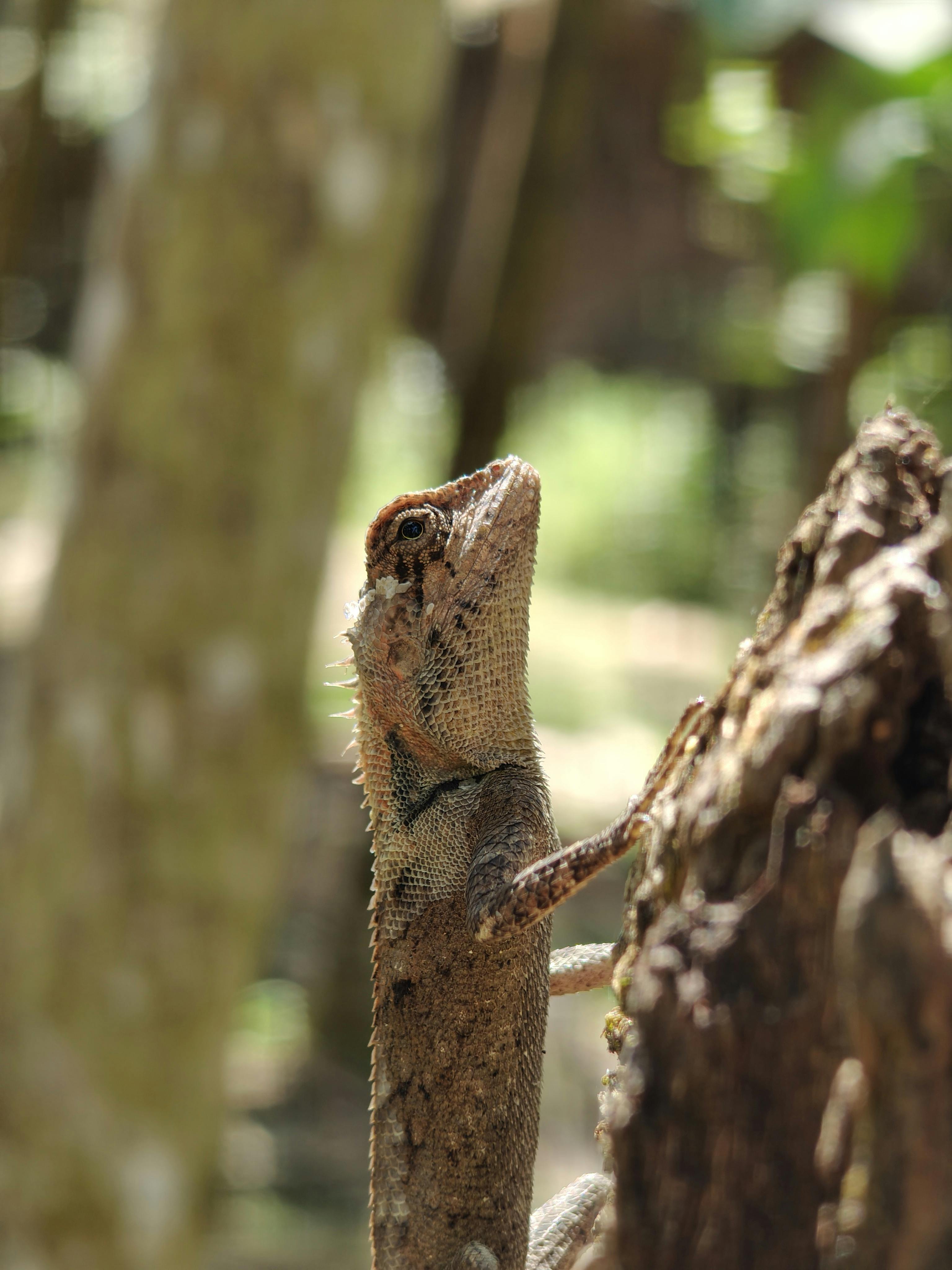 Δωρεάν Μια σαύρα που προσκολλάται σε φλοιό δέντρου, επιδεικνύοντας το φυσικό της καμουφλάζ. Φωτογραφία από στοκ φωτογραφιών