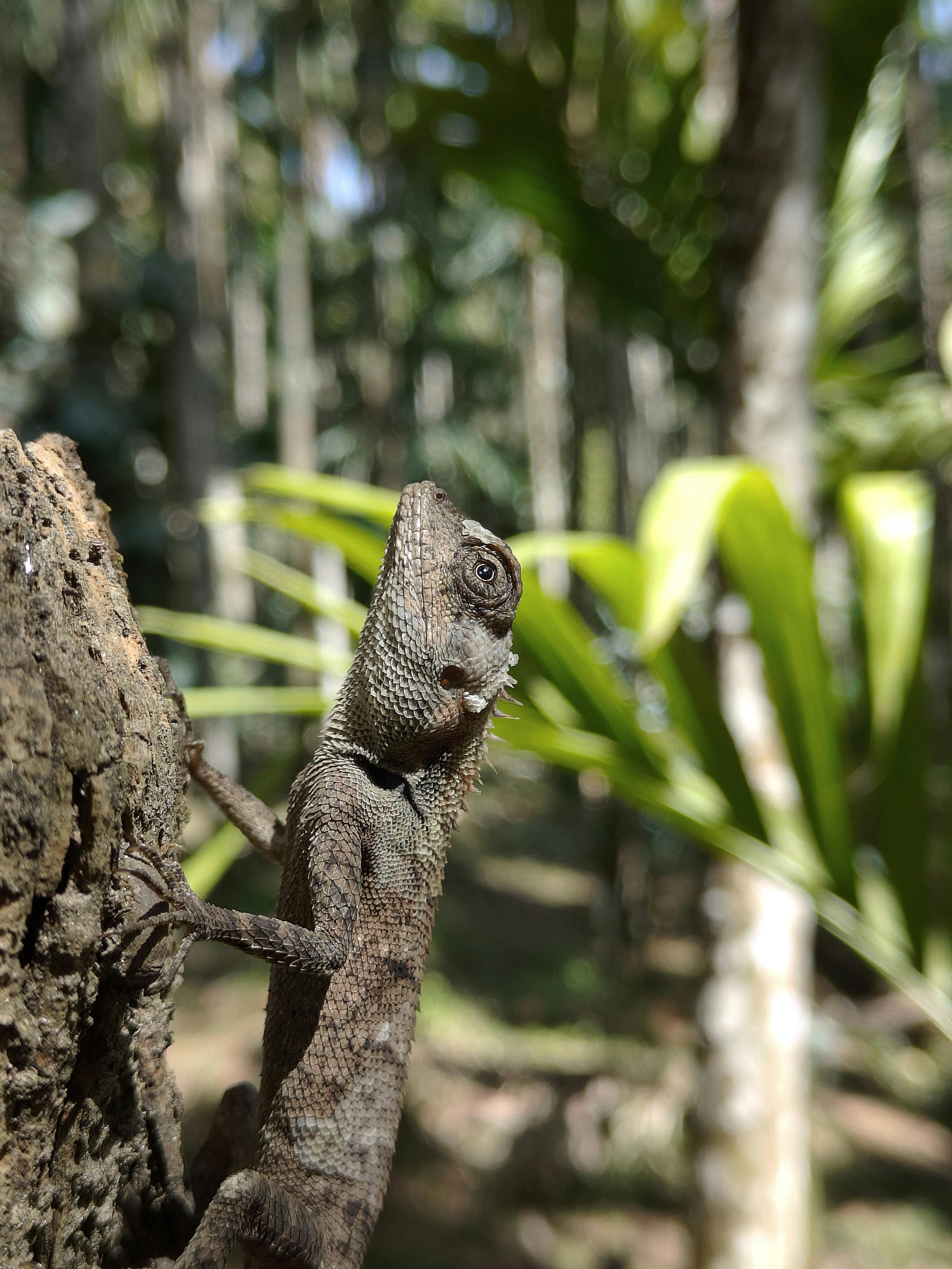 gratis Gedetailleerde close-up van een hagedis die in een boom klimt in een zonnig tropisch regenwoud. Stockfoto