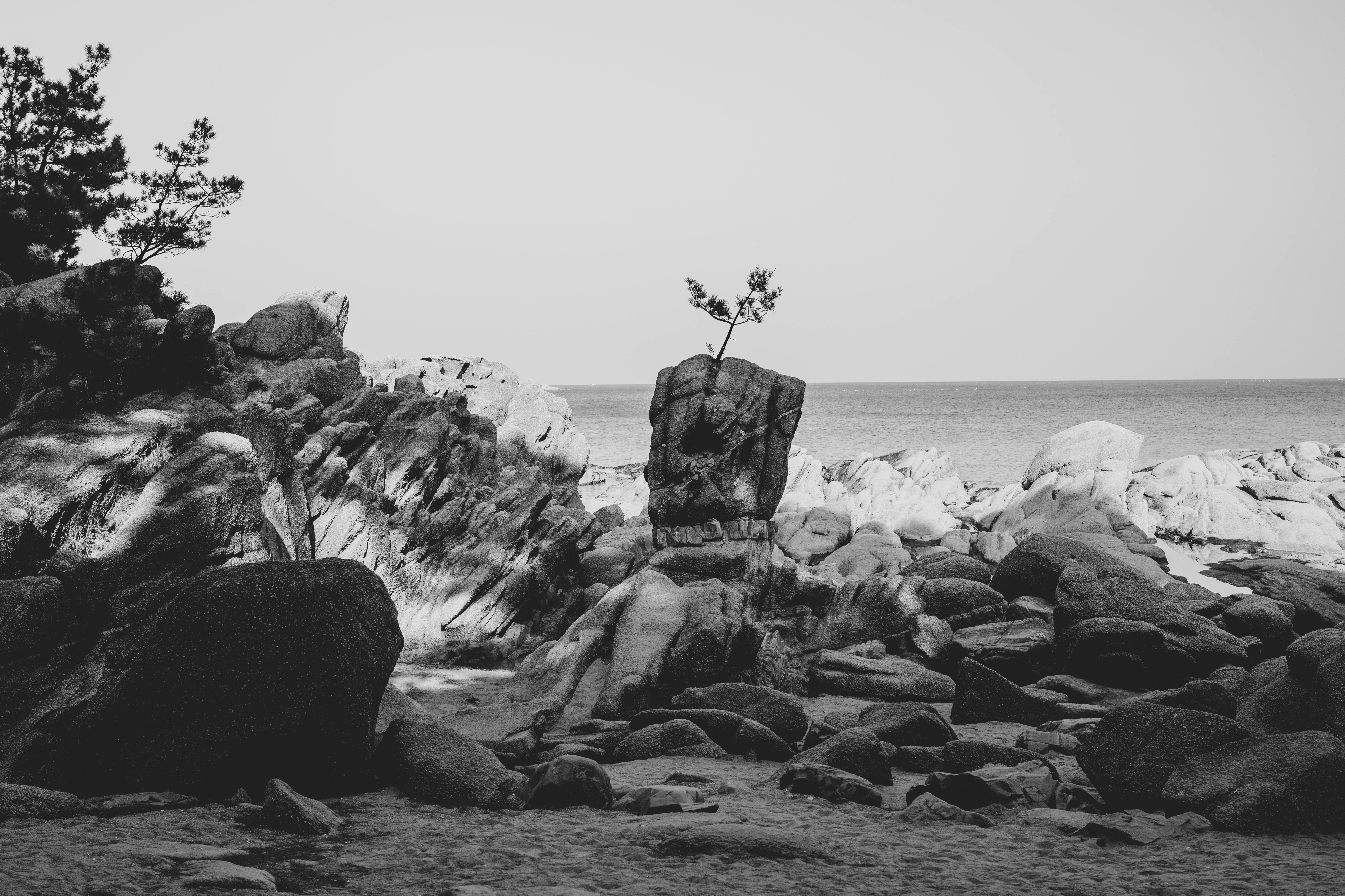 Black and white photo of a rocky beach with a solitary tree on a rock, conveying solitude and natural beauty.