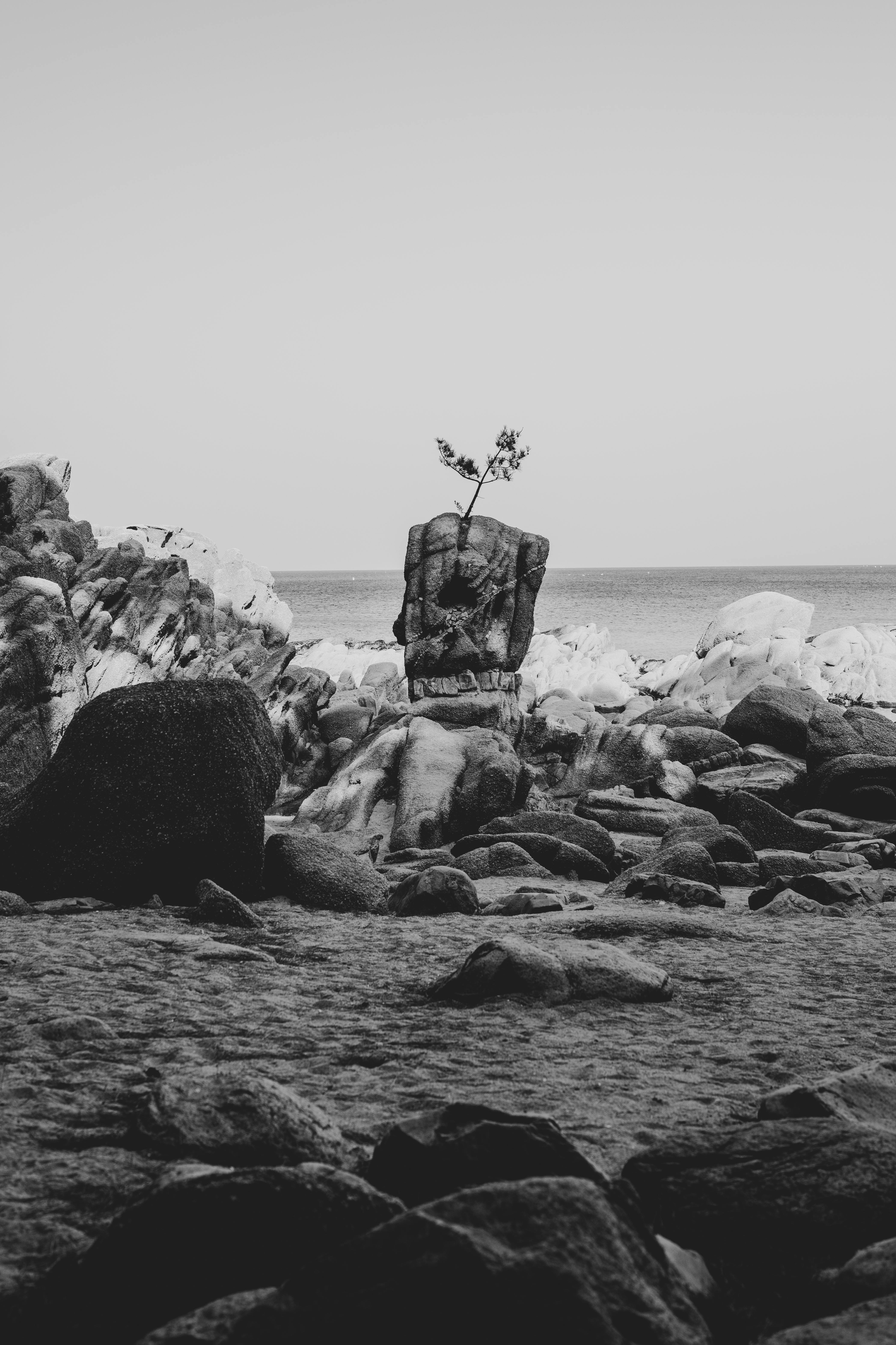 Free Monochrome image of a rocky coastline with a unique tree-topped formation. Stock Photo