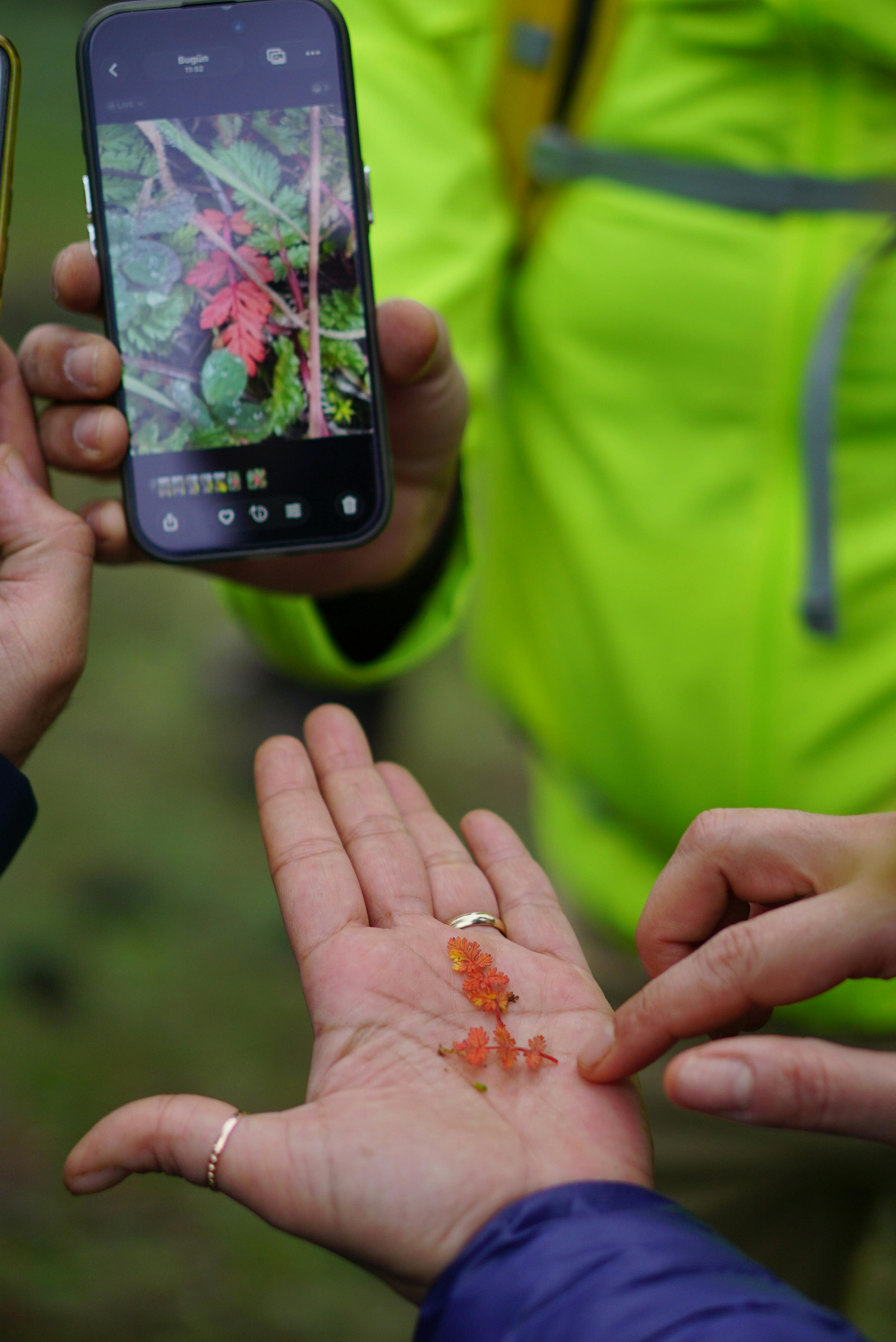 Δωρεάν Οι πεζοπόροι παρατηρούν μούρα στο χέρι με εικόνα smartphone στο Kahramanmaraş, Τουρκία. Φωτογραφία από στοκ φωτογραφιών