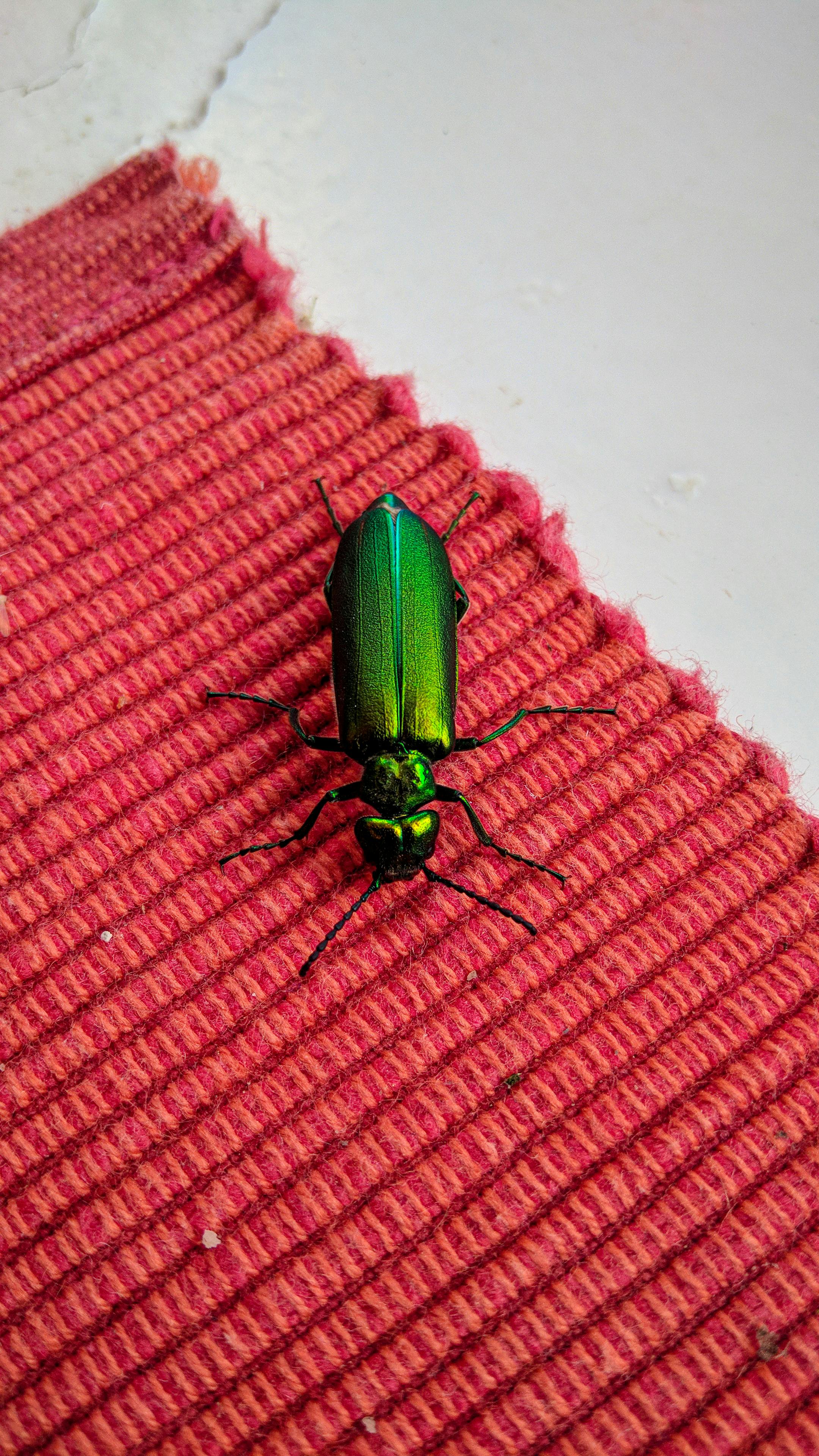 Безкоштовне Крупний план зеленого жука-скъпоценника на червоній текстурованій тканині, що забезпечує яскравий контраст. стокове фото