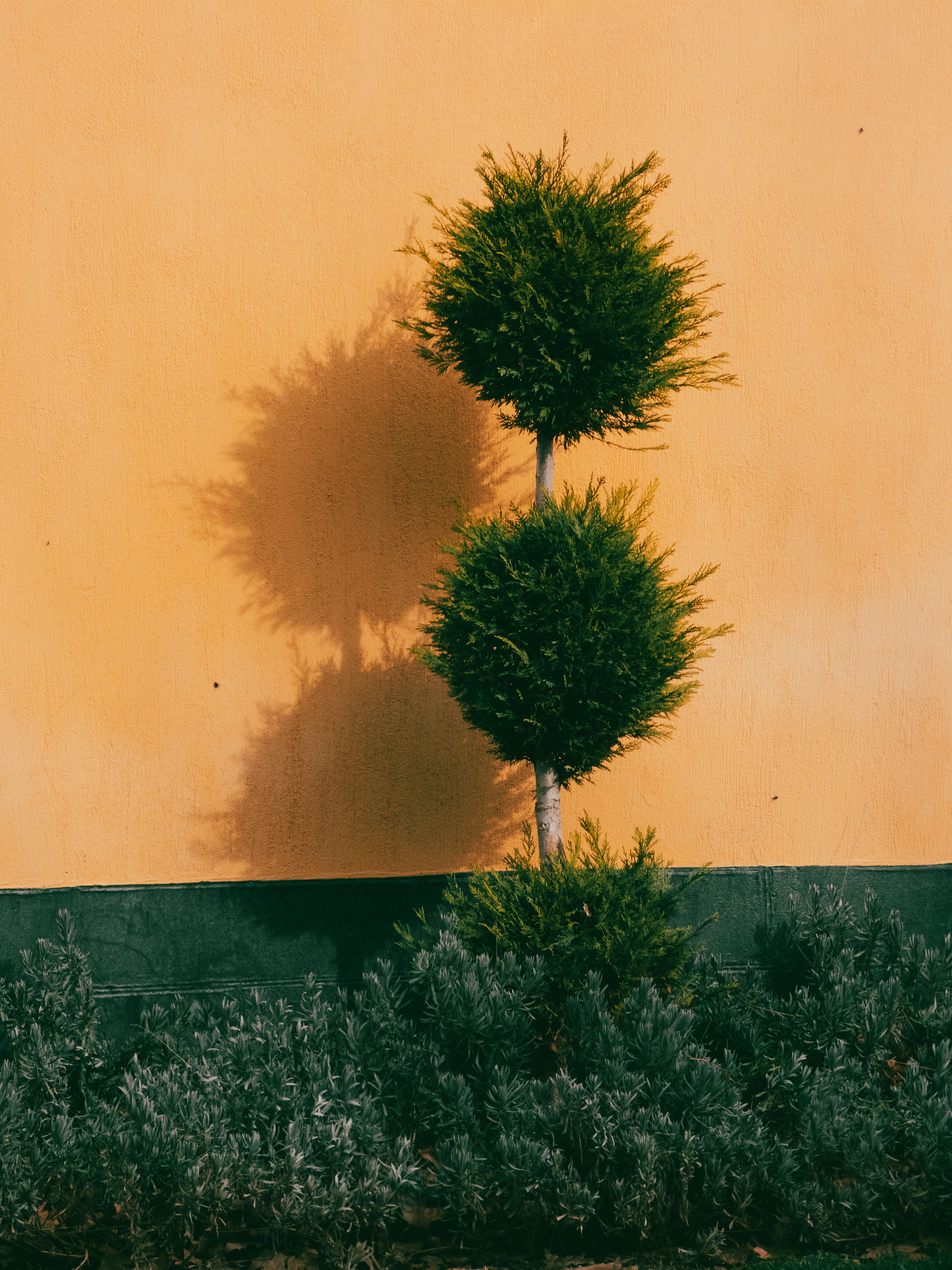 Preventing the 'Shadow Effect': Strategic Layering, Pruning, and Plant Selection for Optimal Light in Multi-Height Perennial Borders