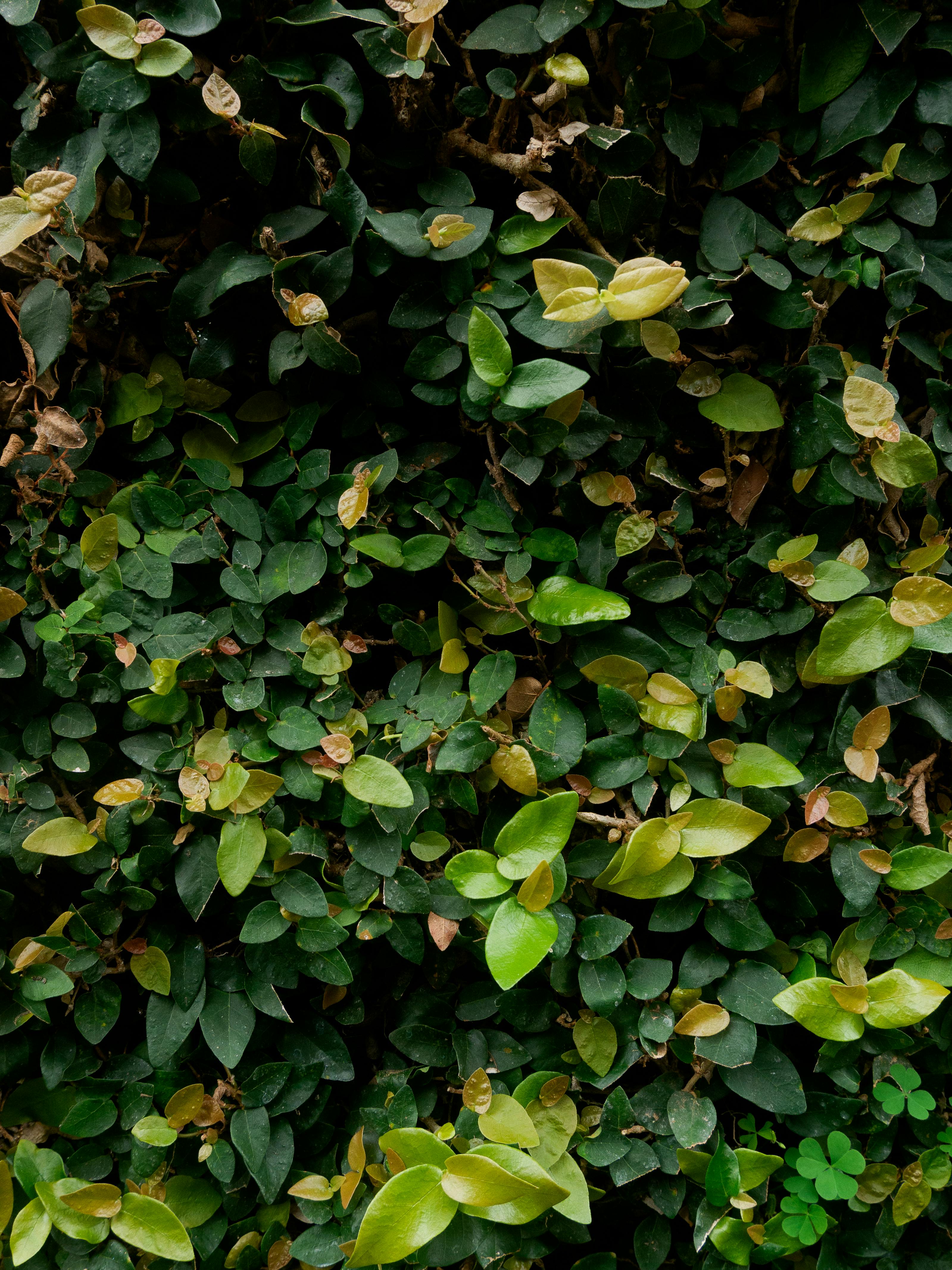 Gratis Follaje verde denso que cubre una pared, mostrando la belleza natural en Jawa Barat, Indonesia. Foto de stock