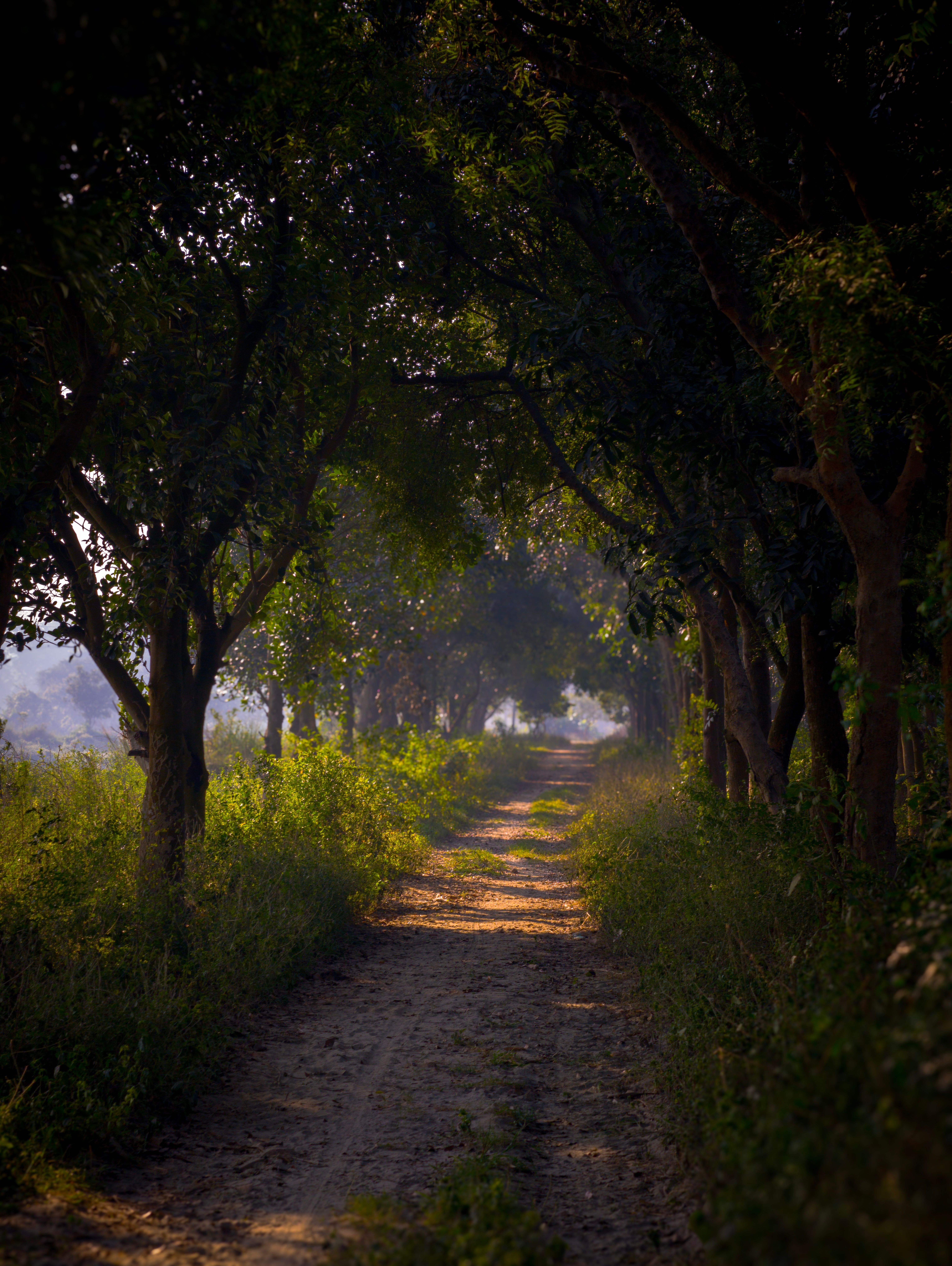 Serene Forest Pathway in the Afternoon Sun · Free Stock Photo