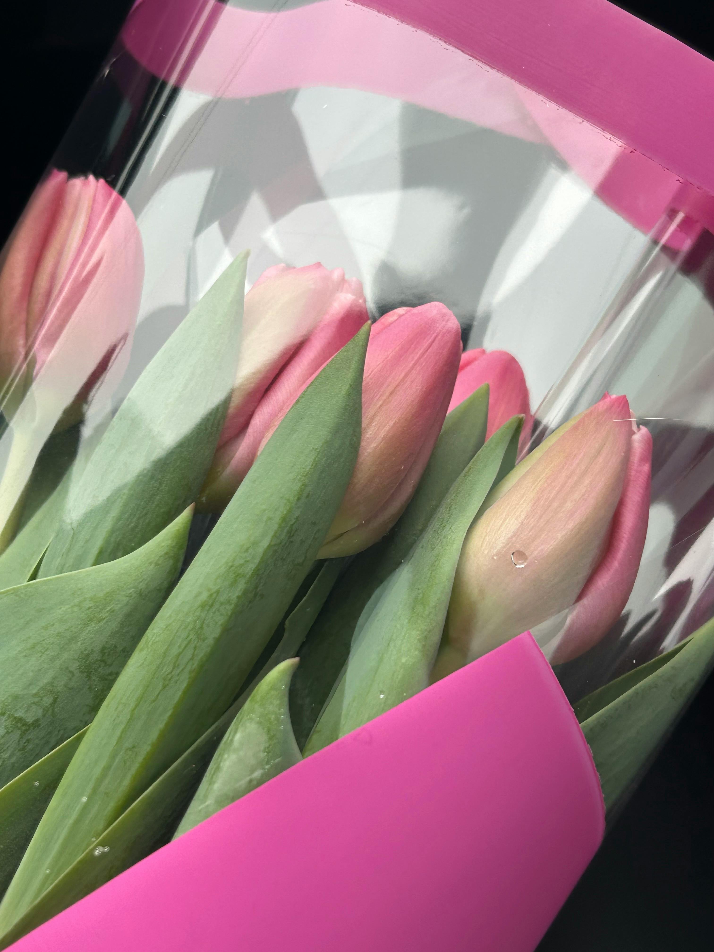 Ücretsiz Canlı pembe lalelerden oluşan, pembe kağıda sarılmış bir buketin yakın çekim görüntüsü, çiçeklerin taze güzelliğini vurguluyor. Stok Fotoğraflar