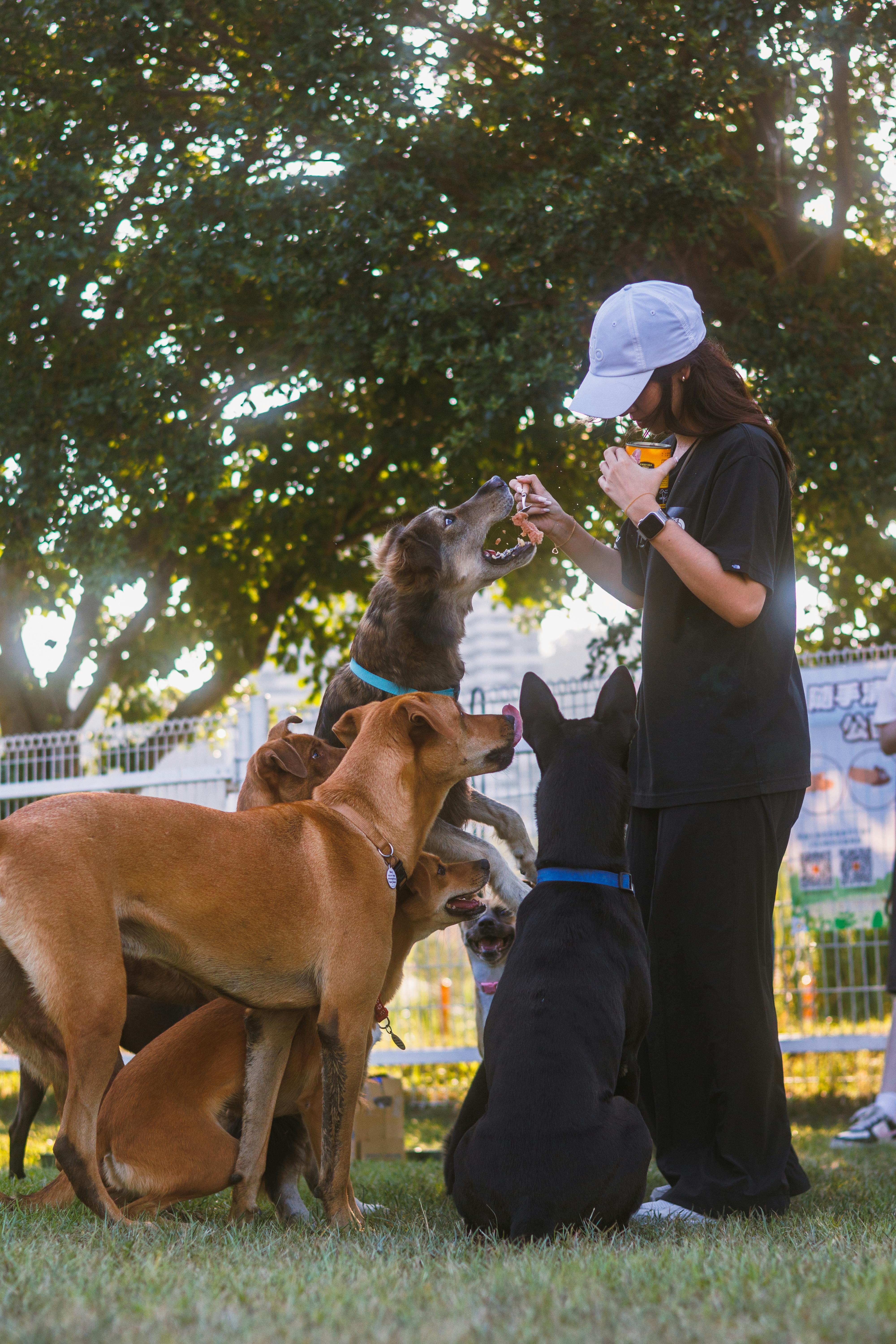 Federation dog care moment for membership breeders with calm training focus