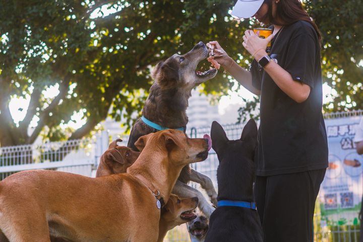 Adestradora com vários cães atentos durante uma aula em grupo no parque