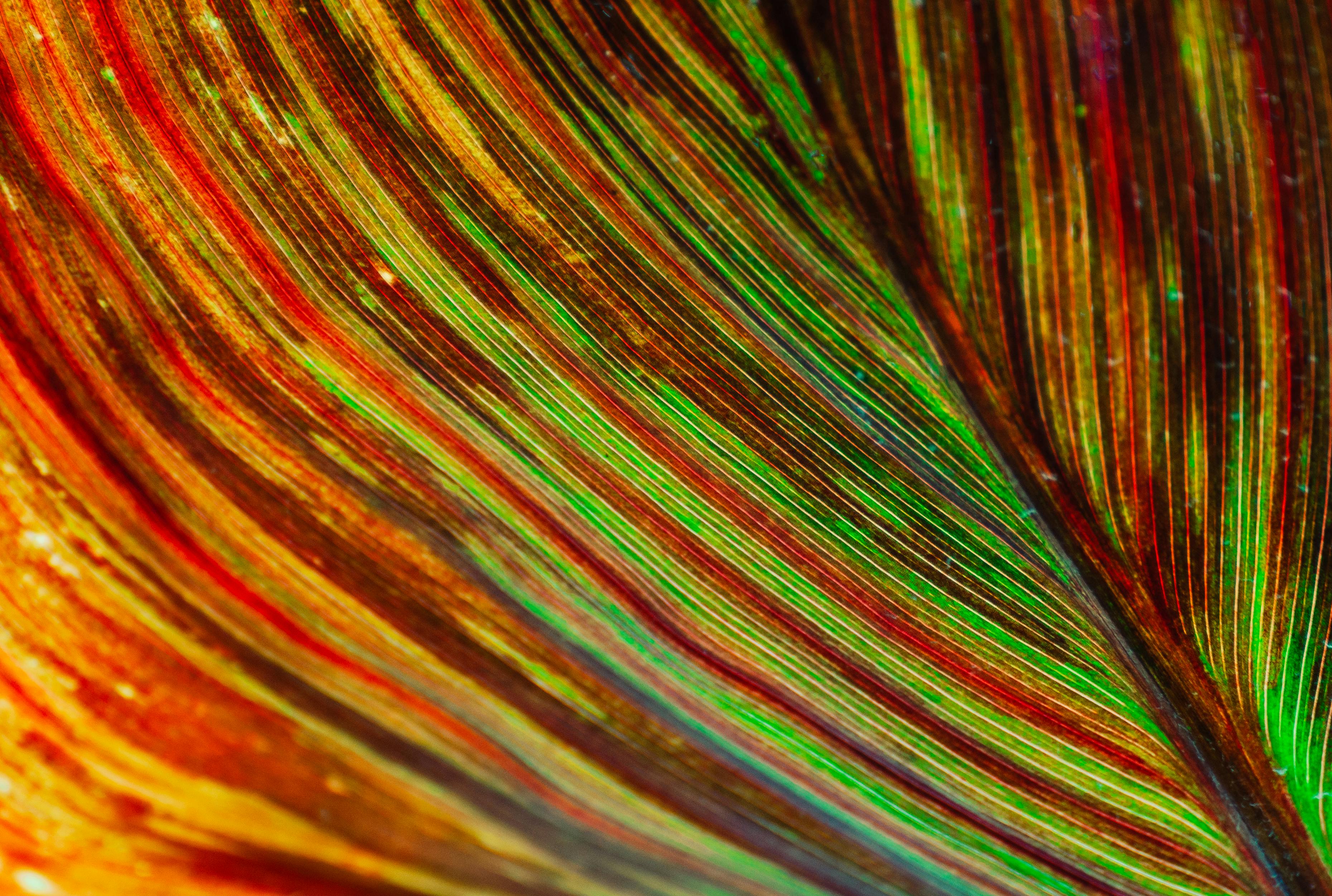 Detailed view of a colorful leaf showcasing intricate patterns and bright hues.