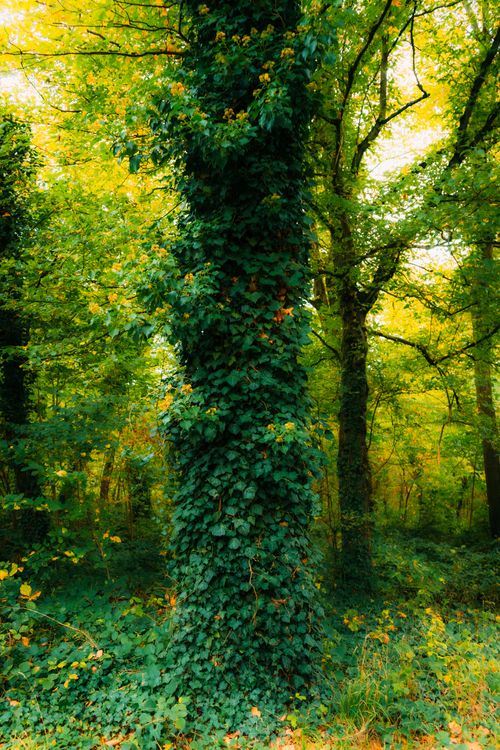Free Dense forest scene with ivy-covered trees in Karlsruhe during spring. Stock Photo