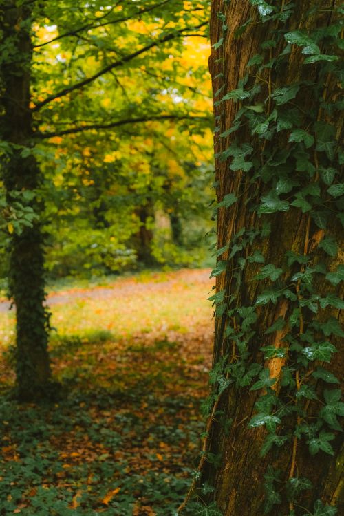 Free Vibrant forest scene with ivy-covered tree, showcasing natural beauty in Karlsruhe, Germany. Stock Photo