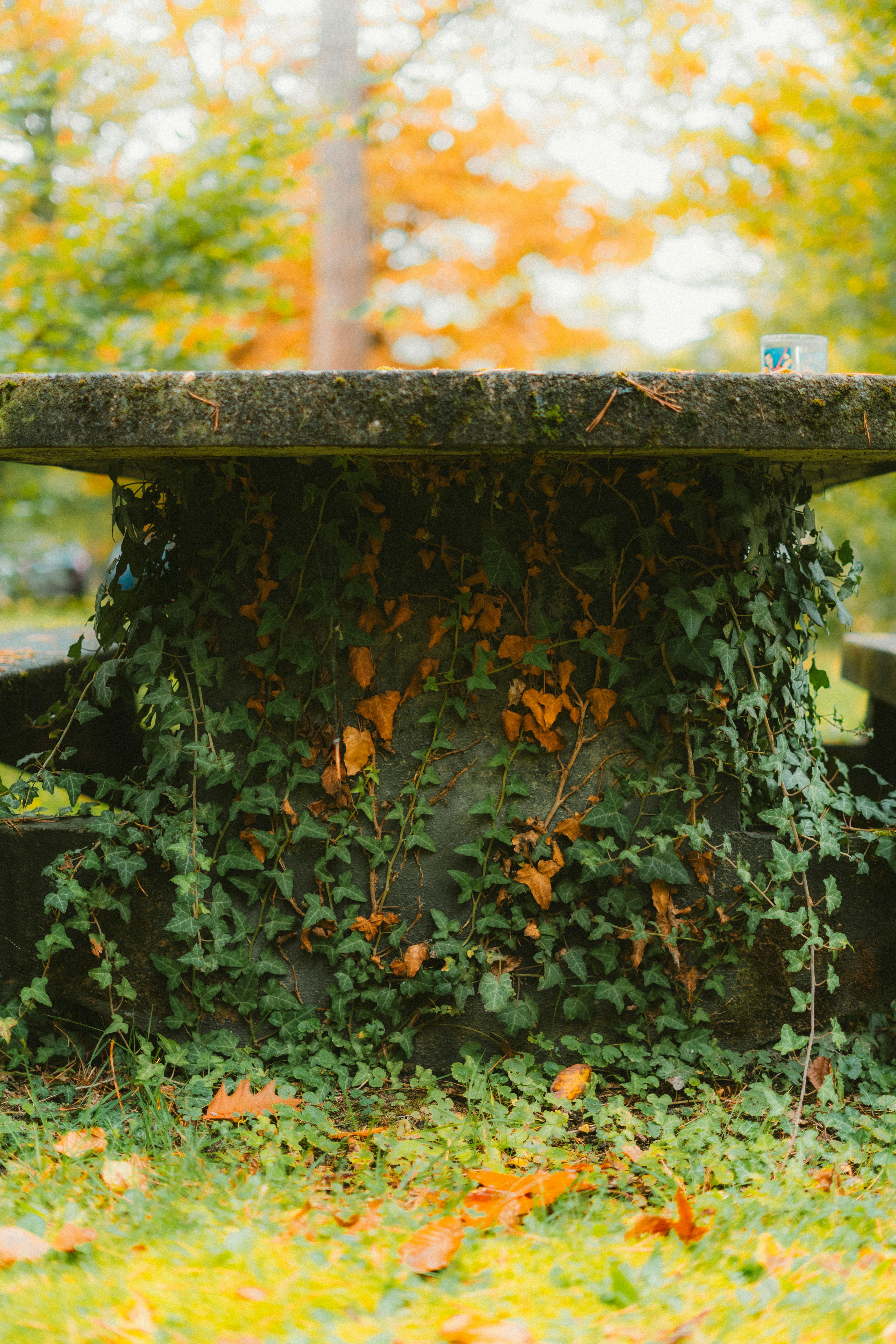 무료 덩굴로 뒤덮인 풍화된 돌 테이블이 생기 넘치는 가을 공원 풍경 속에 자리하고 있다. 스톡 사진