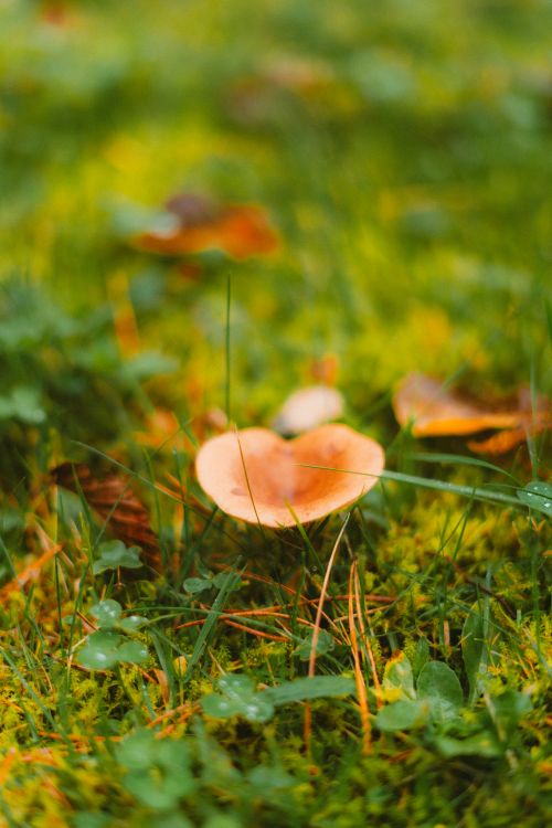 Free Close-up of autumn leaves resting on dewy grass in Karlsruhe, Germany. Stock Photo