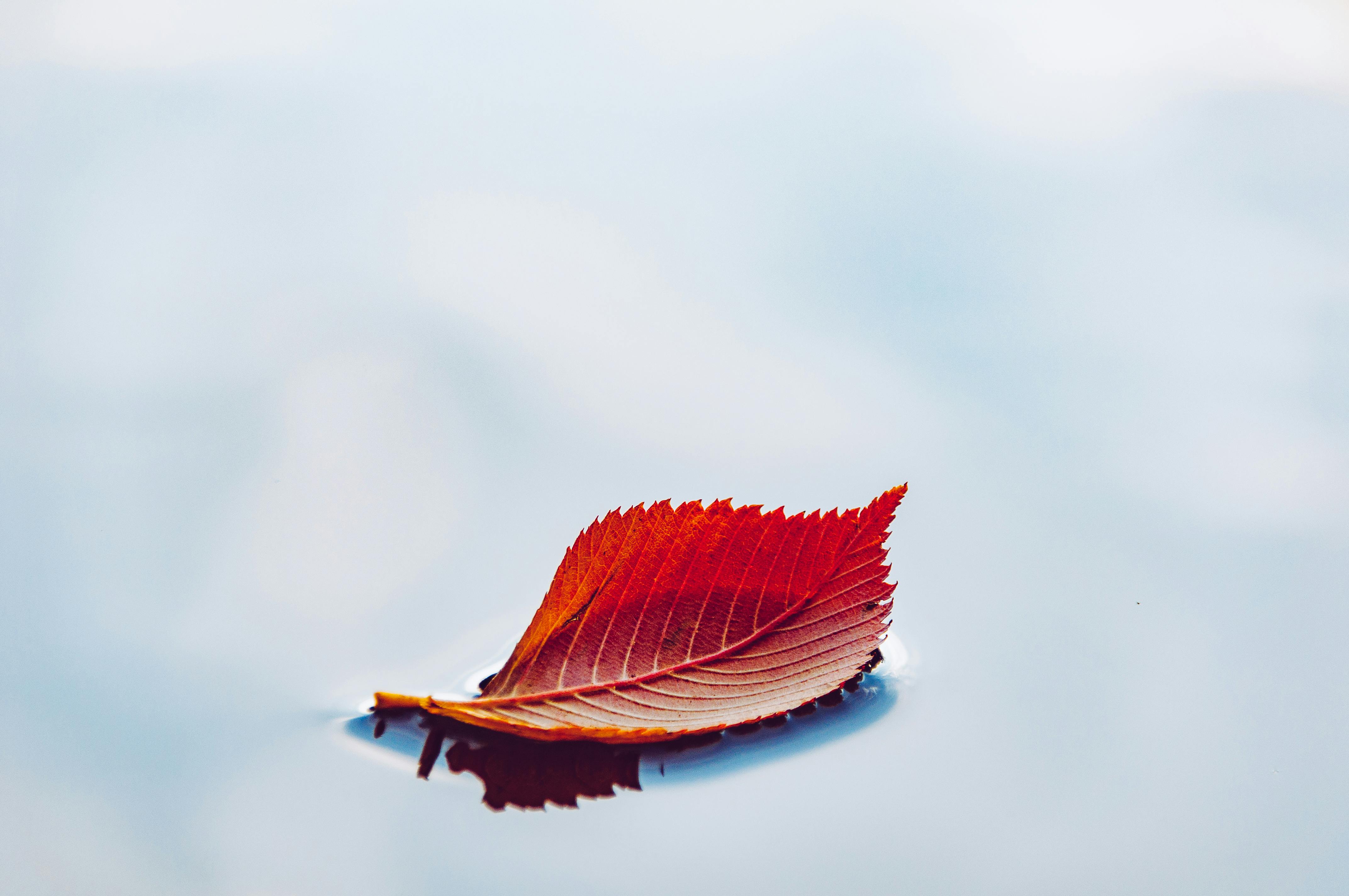 Gratuit Une unique feuille d'automne rouge flotte sur une eau calme et miroitante, évoquant la tranquillité. Photos